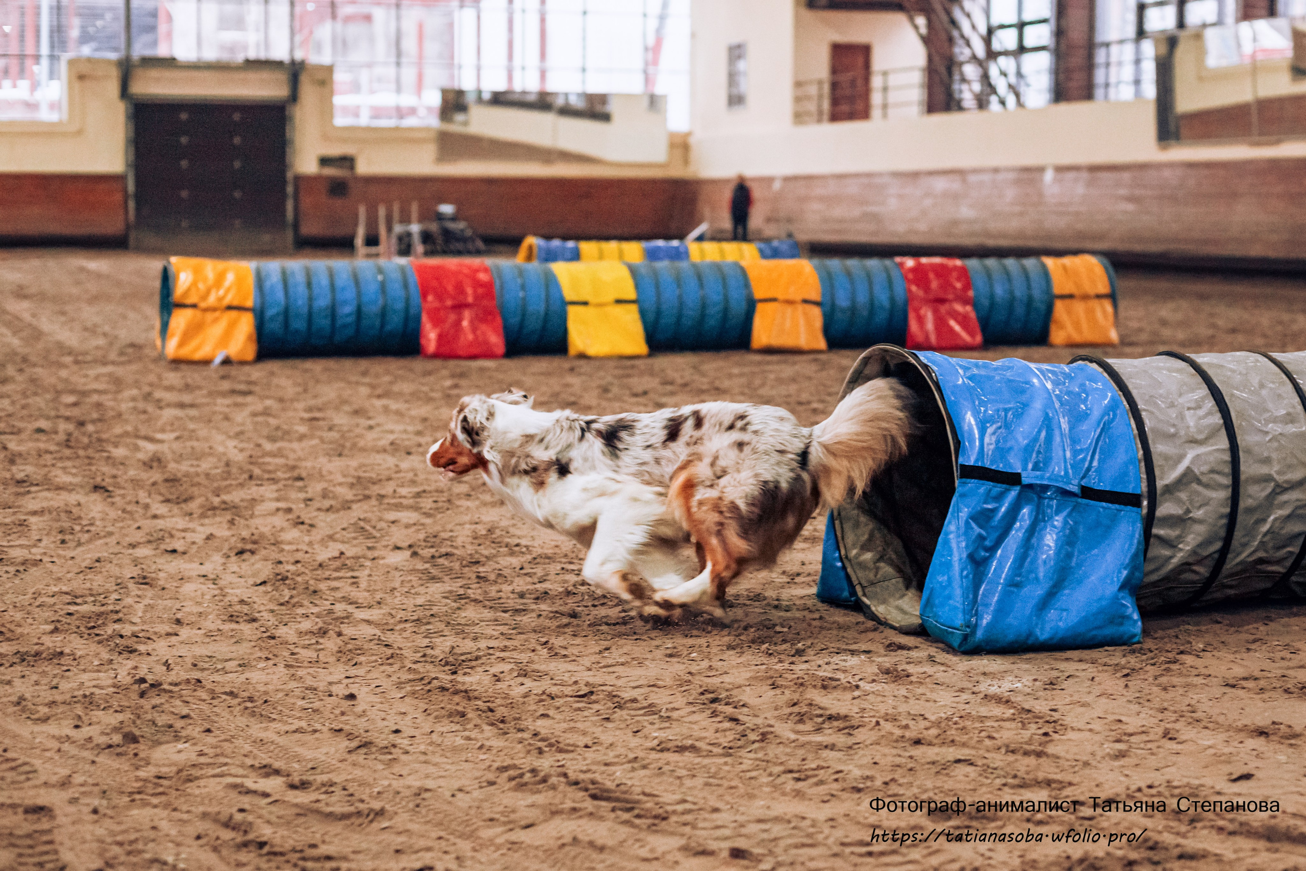 Соревнования по Аджилити 25.02.2024. Фотограф-анималист Татьяна Степанова