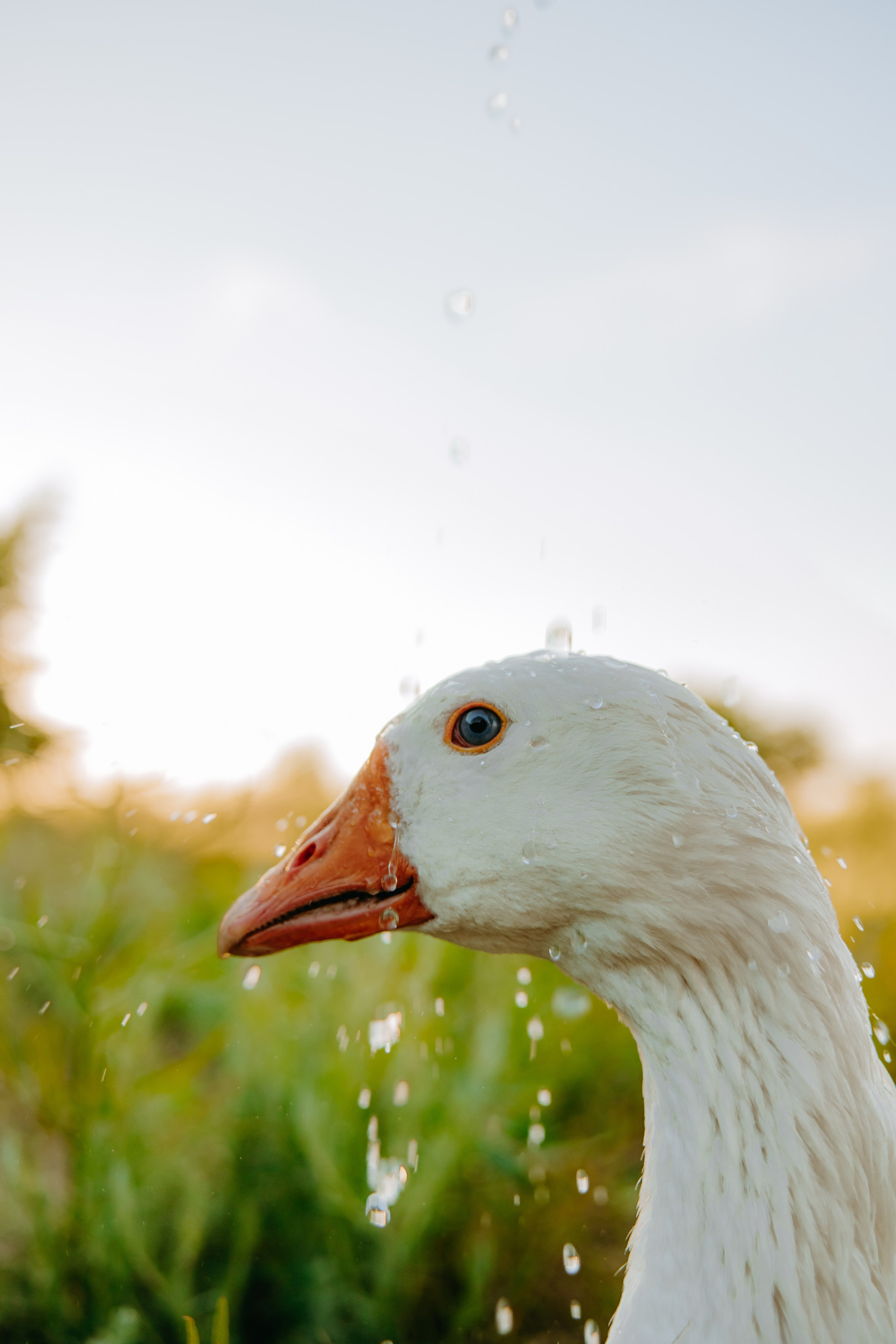 Глеб и Нильс. Фотограф в Саратове Александр Кухаренко. И не только в Саратове :)
