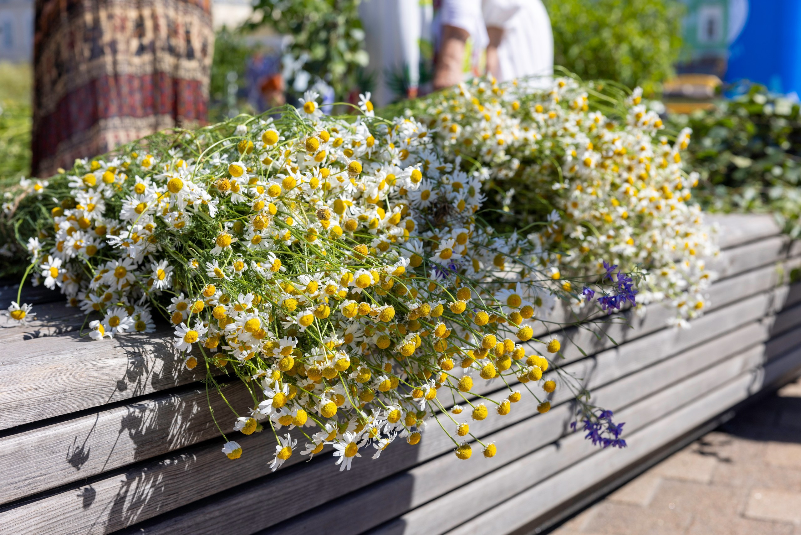 Фестиваль «Ромашковый хоровод». Северная ходьба. Фотограф в Туле Крупский АнДРей. Фотостудия «КАДР71» в Туле