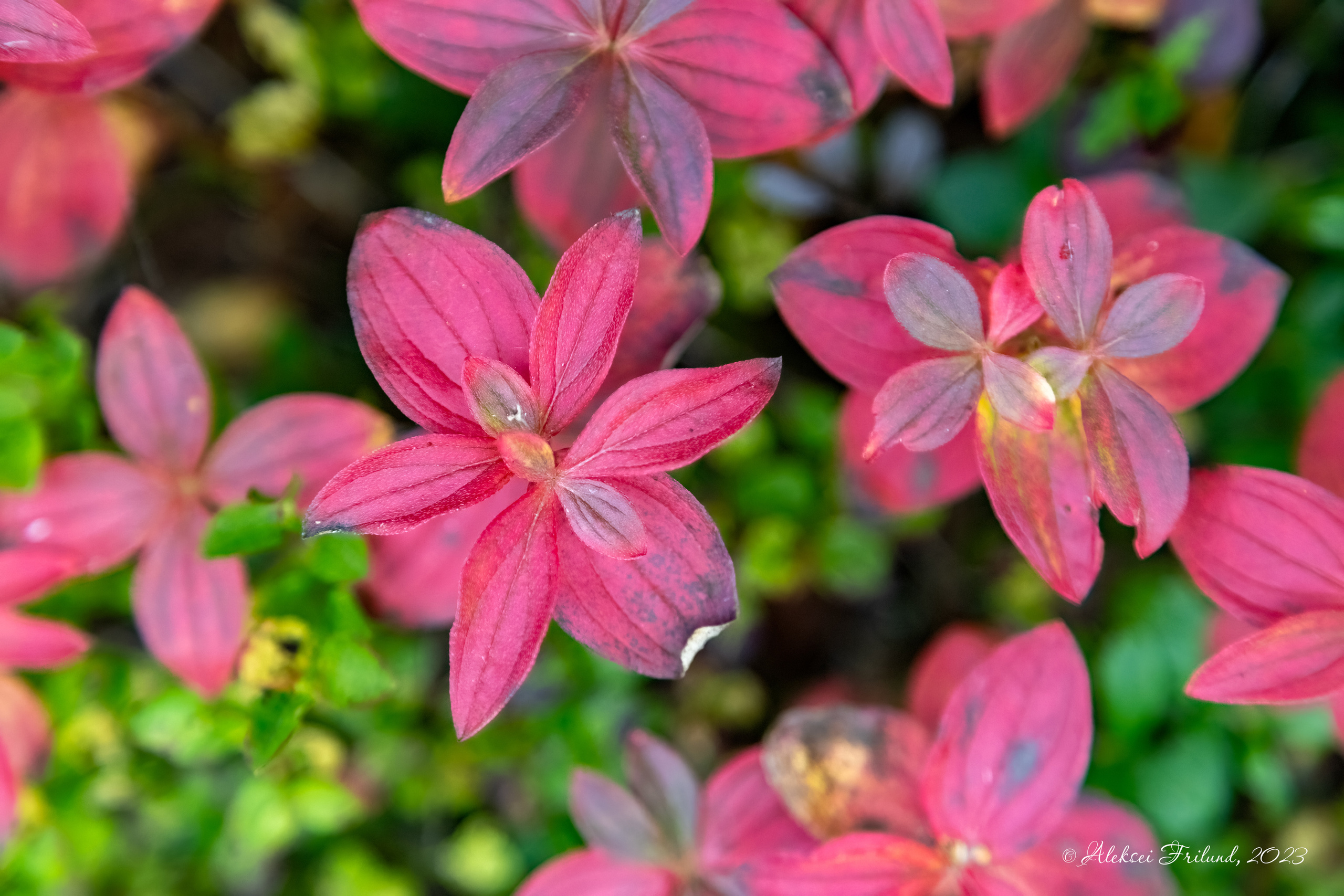 Кольский полуостров. Аэросъемка. Фото и Видео в Карелии. Алексей Фрилунд