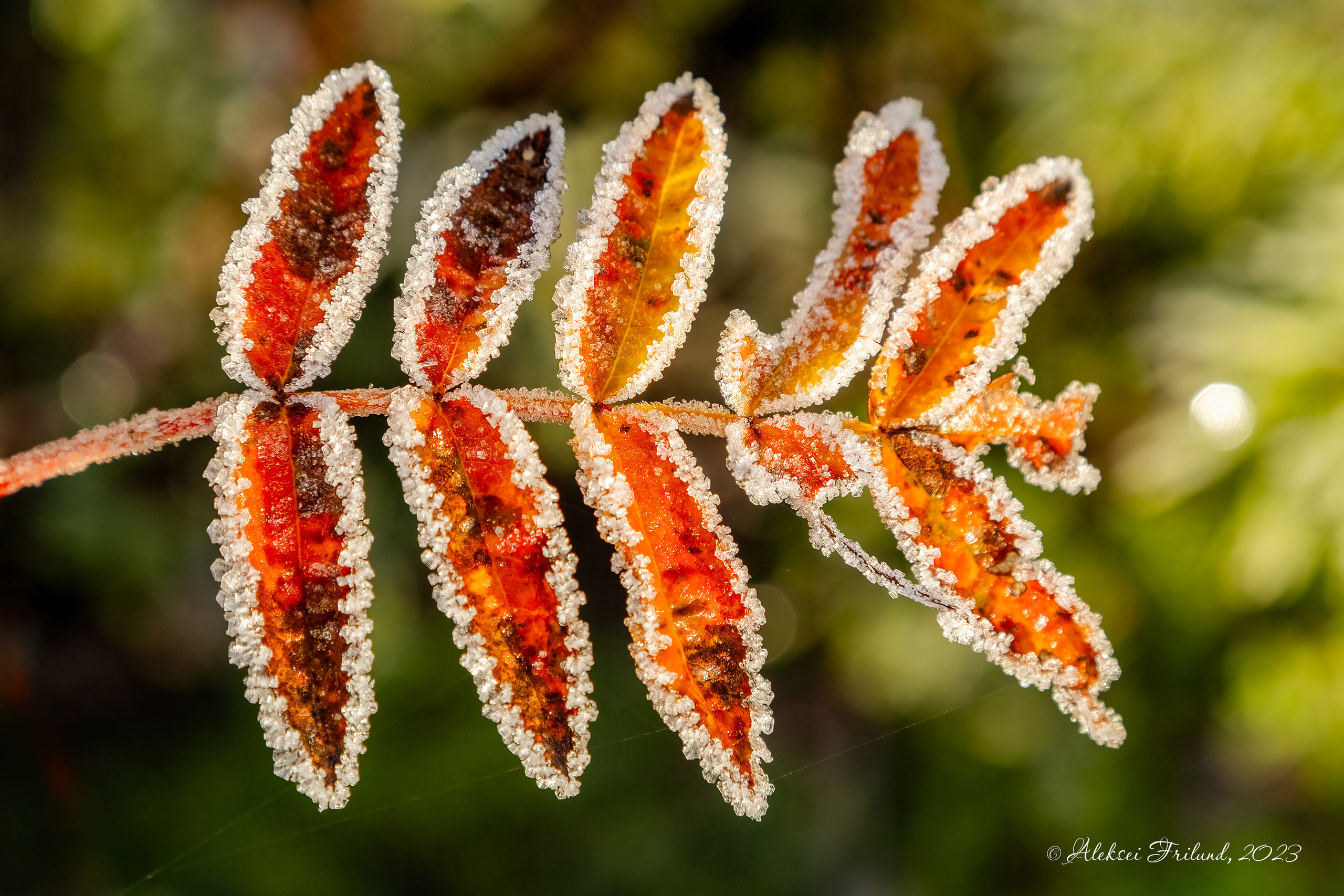 Природа Карелии. Аэросъемка. Фото и Видео в Карелии. Алексей Фрилунд