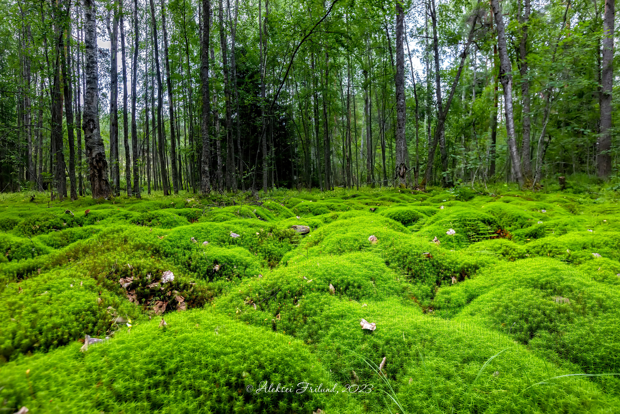 Природа Карелии. Аэросъемка. Фото и Видео в Карелии. Алексей Фрилунд