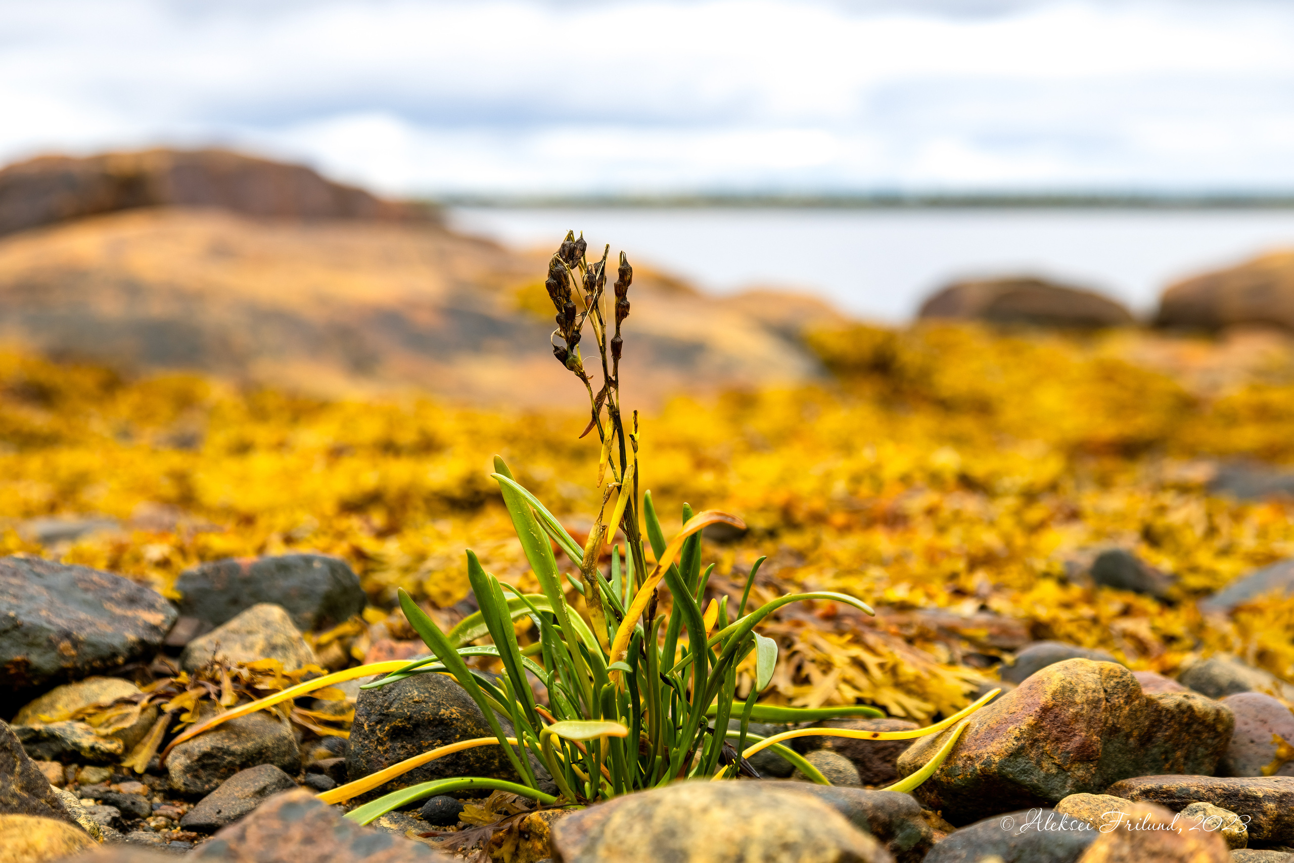 Белое море. Аэросъемка. Фото и Видео в Карелии. Алексей Фрилунд