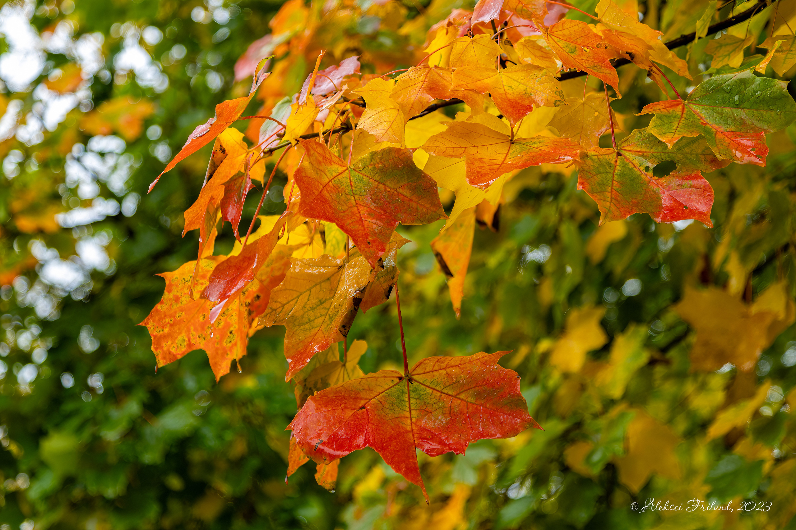Природа Карелии. Аэросъемка. Фото и Видео в Карелии. Алексей Фрилунд