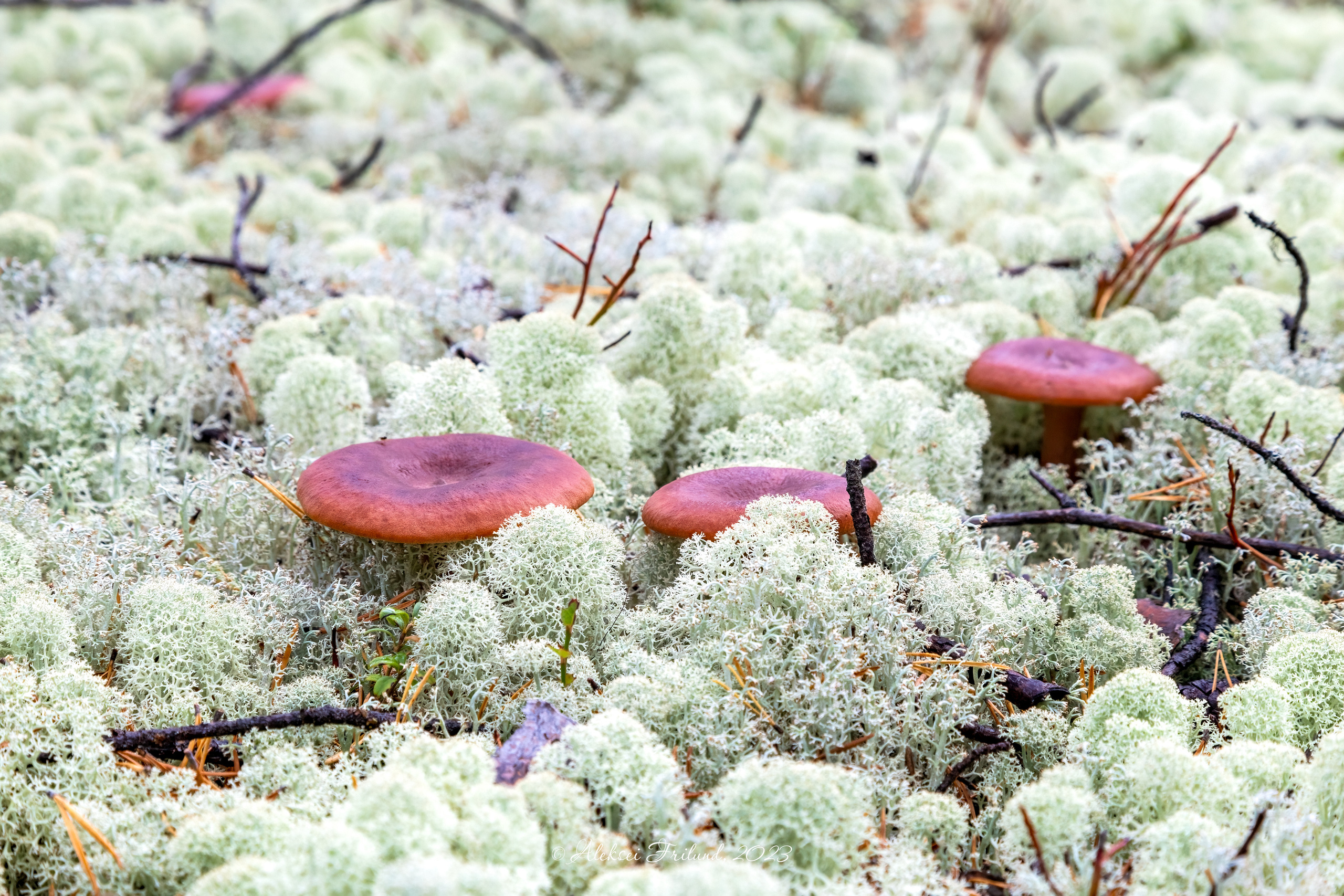 Кольский полуостров. Аэросъемка. Фото и Видео в Карелии. Алексей Фрилунд