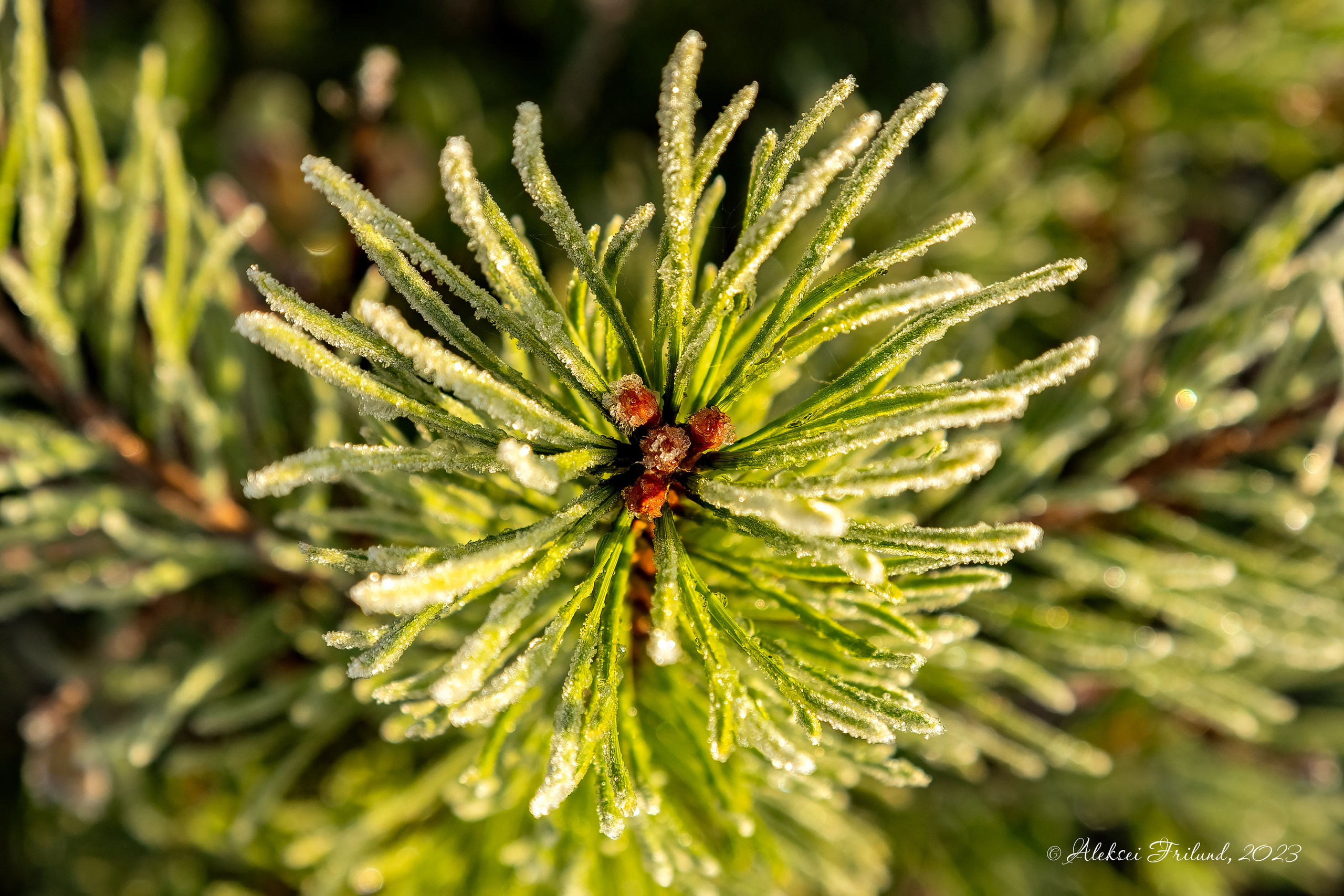 Природа Карелии. Аэросъемка. Фото и Видео в Карелии. Алексей Фрилунд