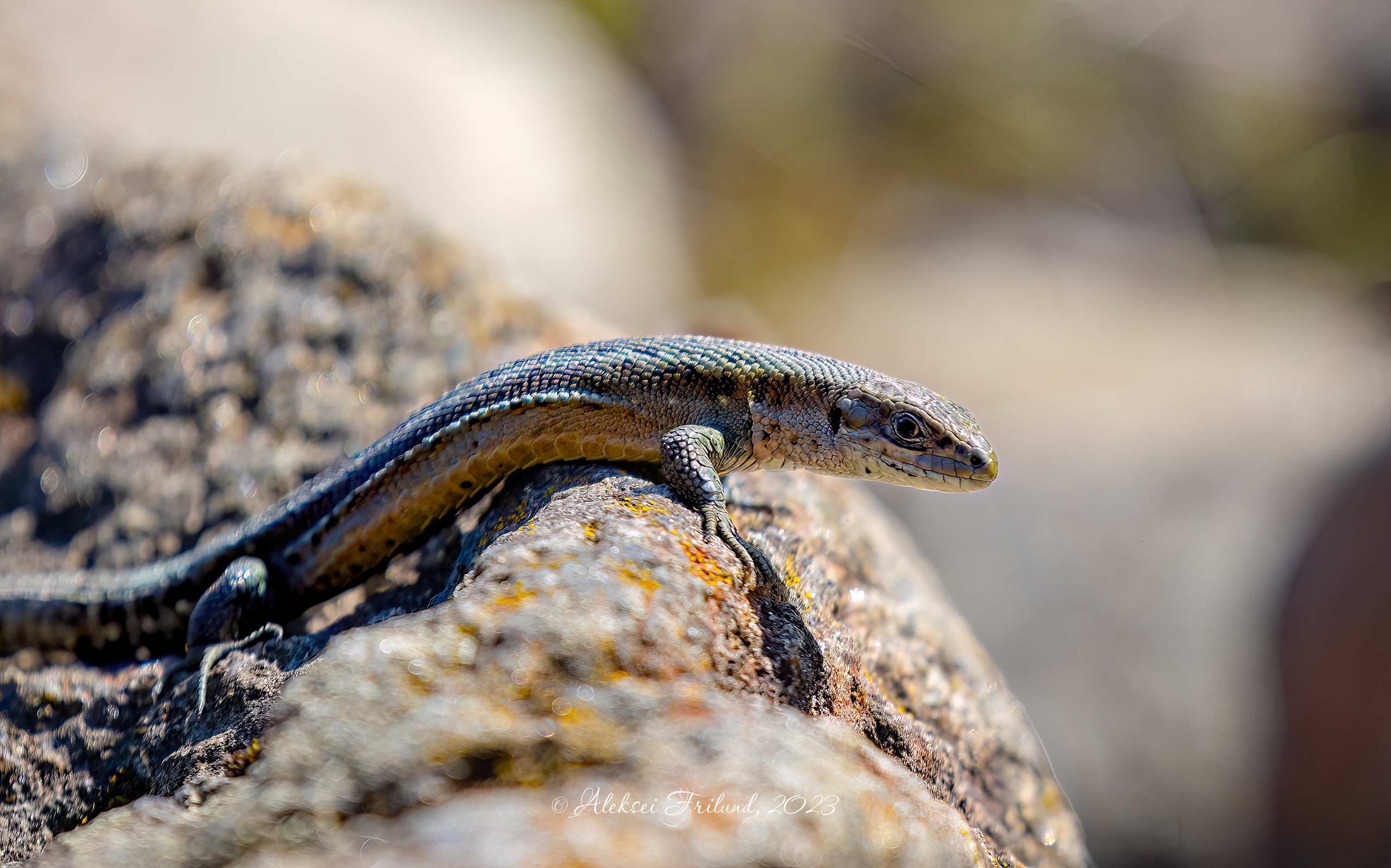 Природа Карелии. Аэросъемка. Фото и Видео в Карелии. Алексей Фрилунд