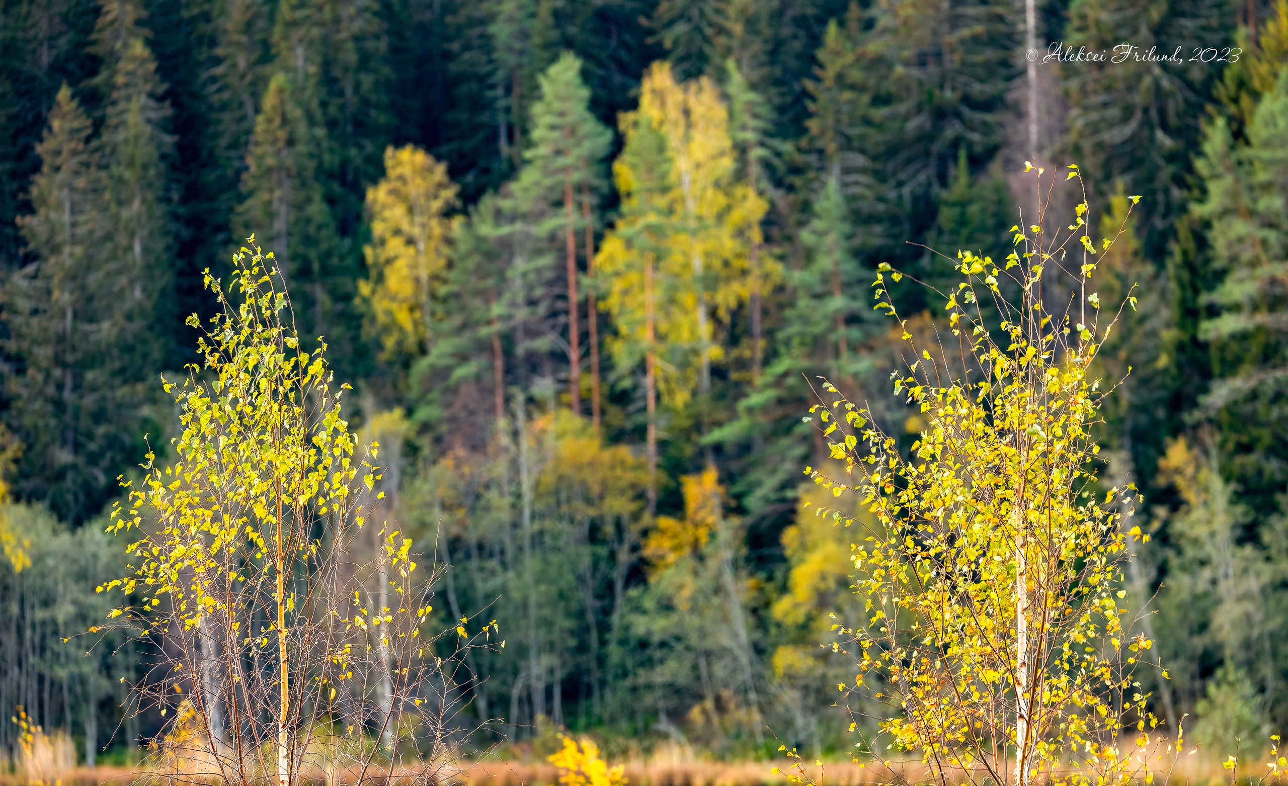 Природа Карелии. Аэросъемка. Фото и Видео в Карелии. Алексей Фрилунд