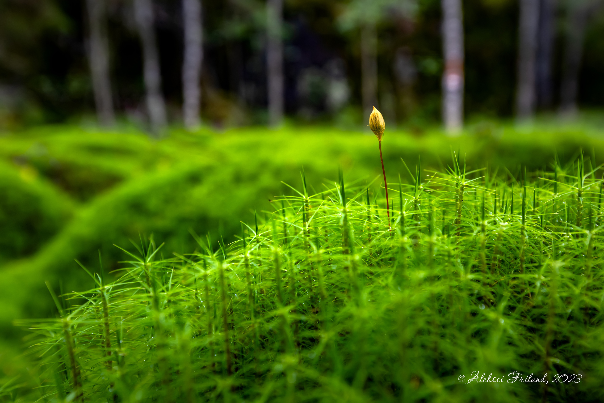 Природа Карелии. Аэросъемка. Фото и Видео в Карелии. Алексей Фрилунд