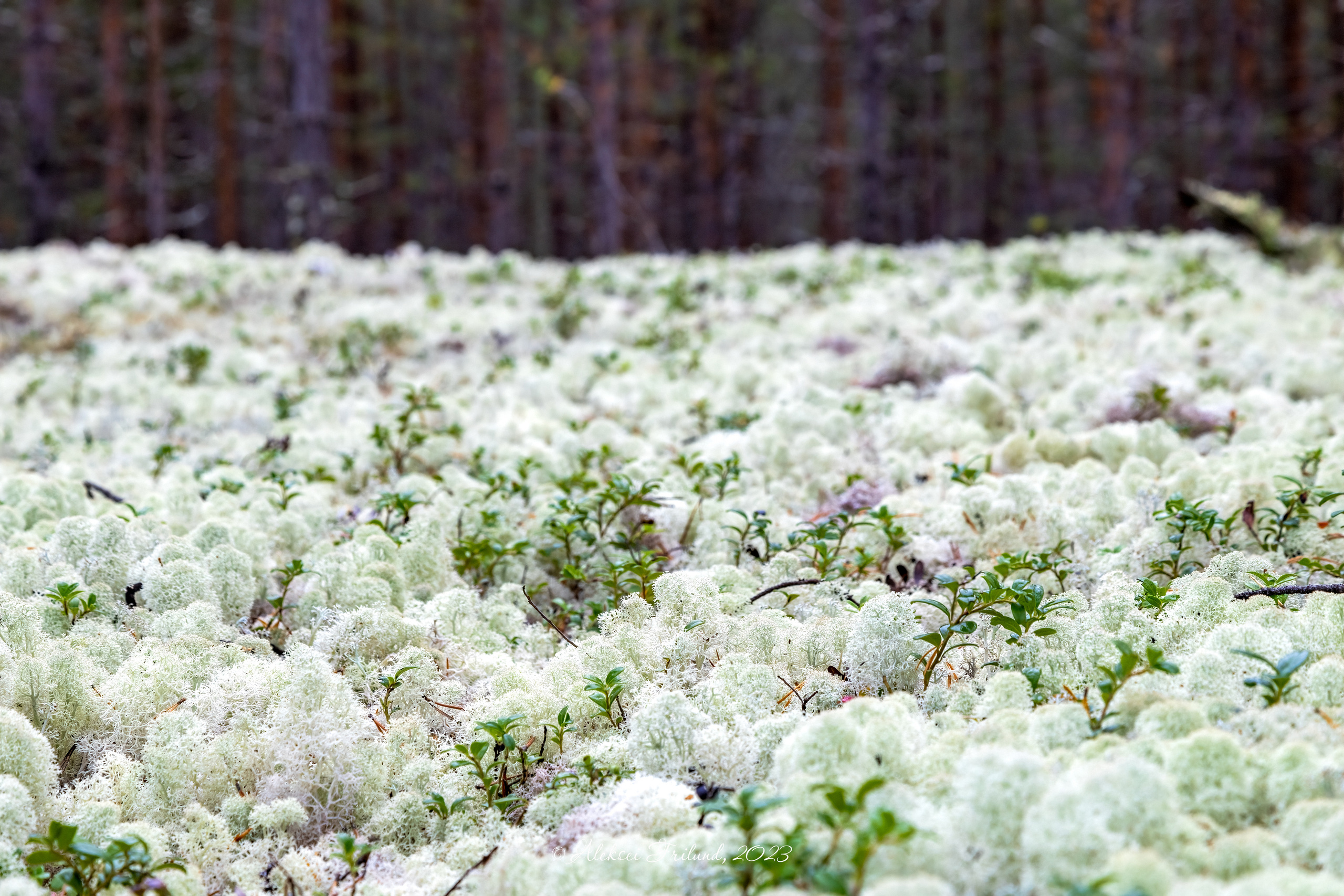 Кольский полуостров. Аэросъемка. Фото и Видео в Карелии. Алексей Фрилунд