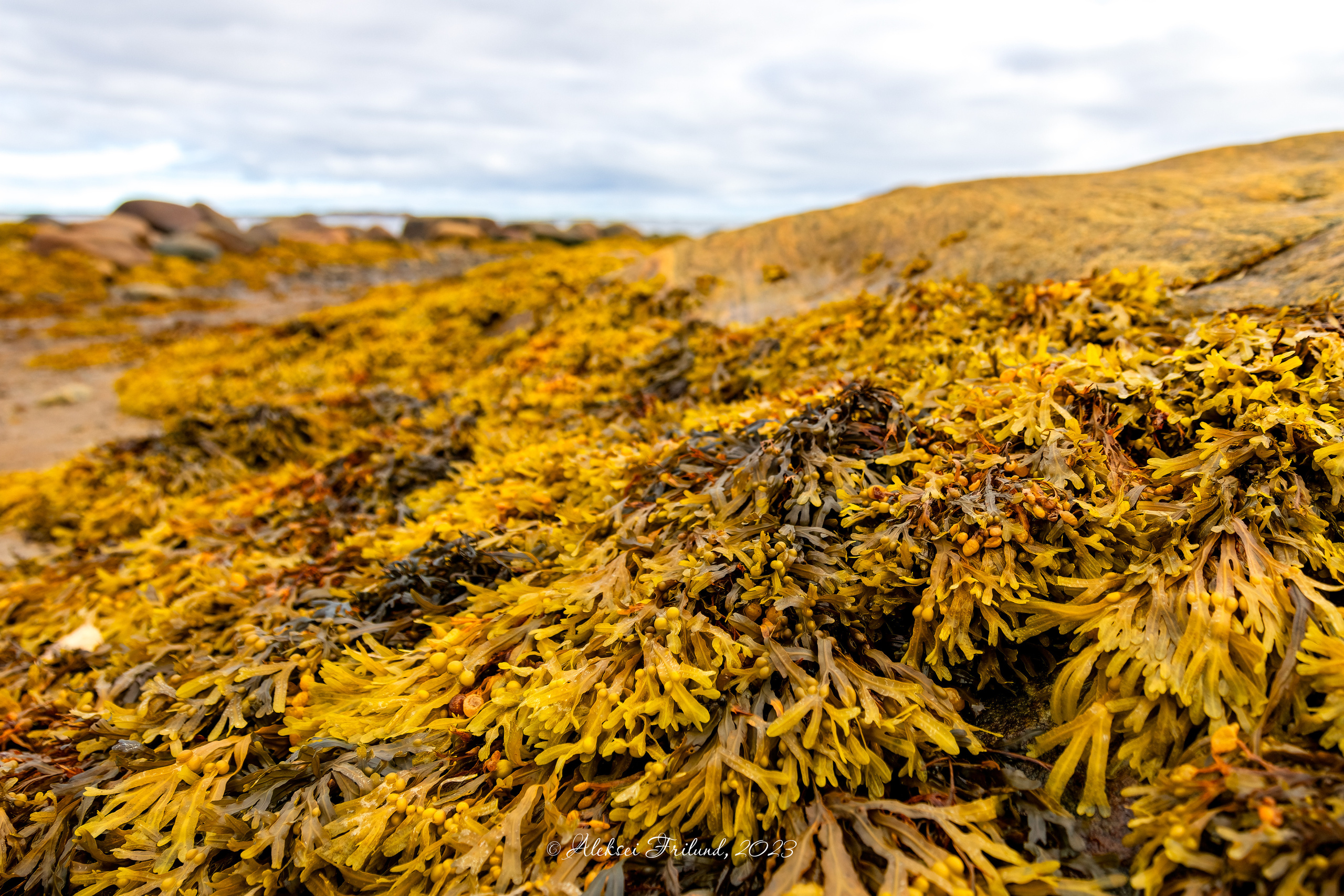 Белое море. Аэросъемка. Фото и Видео в Карелии. Алексей Фрилунд