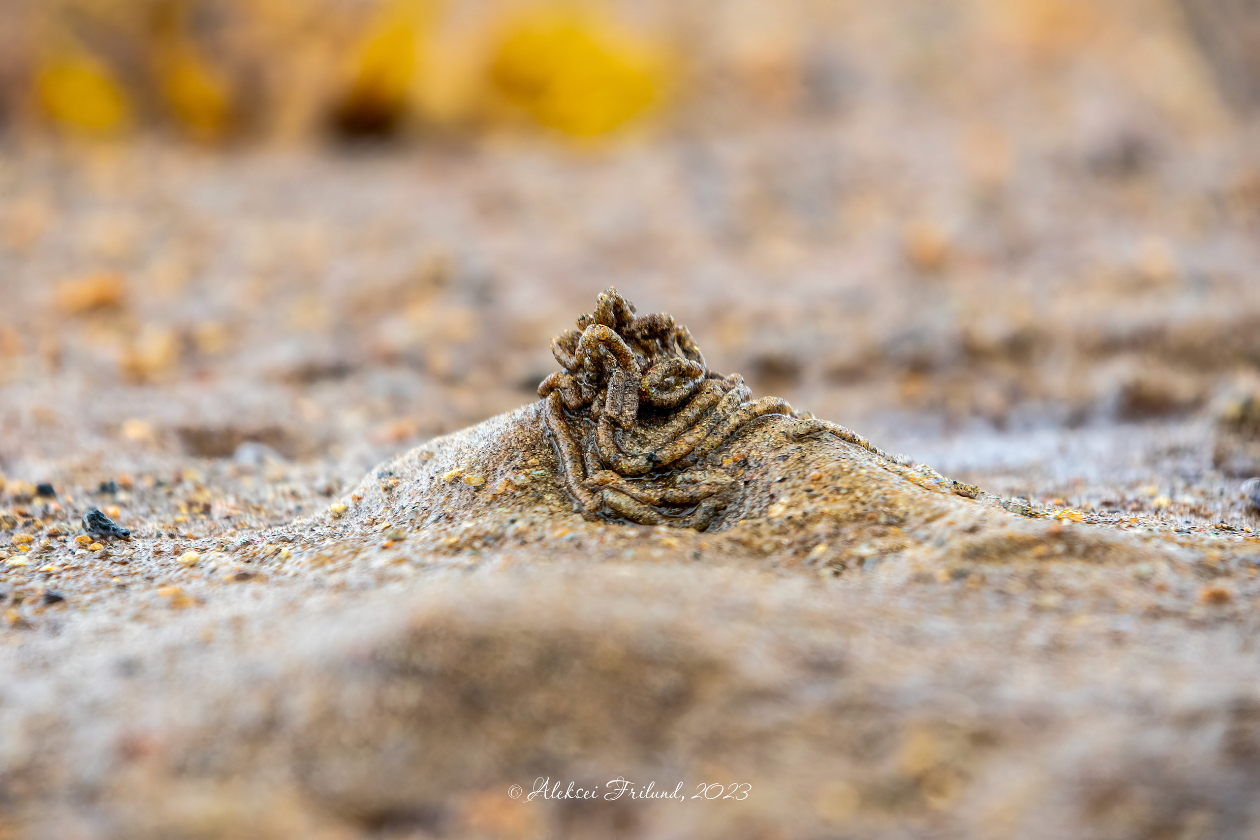 Белое море. Аэросъемка. Фото и Видео в Карелии. Алексей Фрилунд