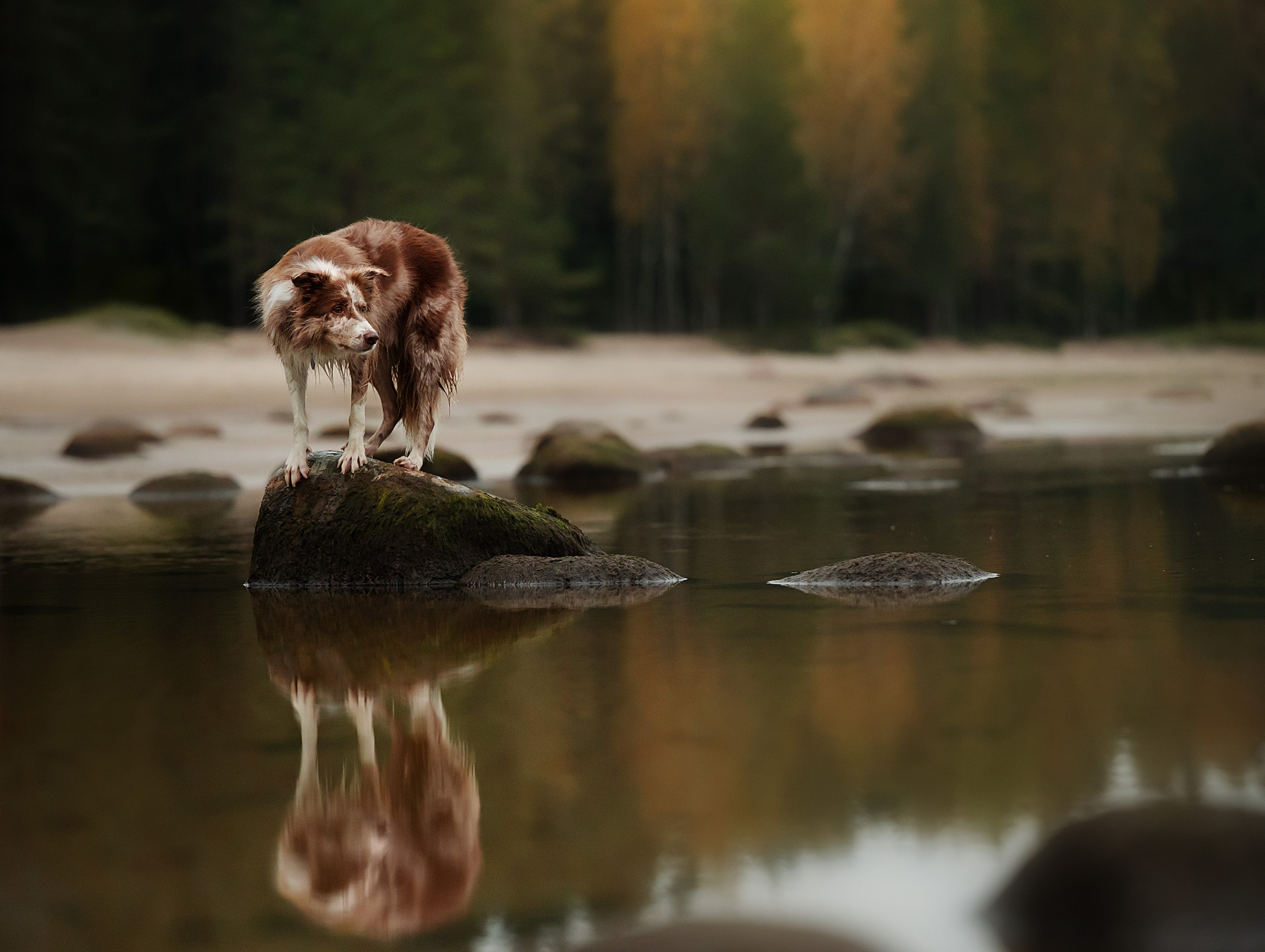 Прогулочная съемка. Фотограф-анималист Виктория Симонова. СПб