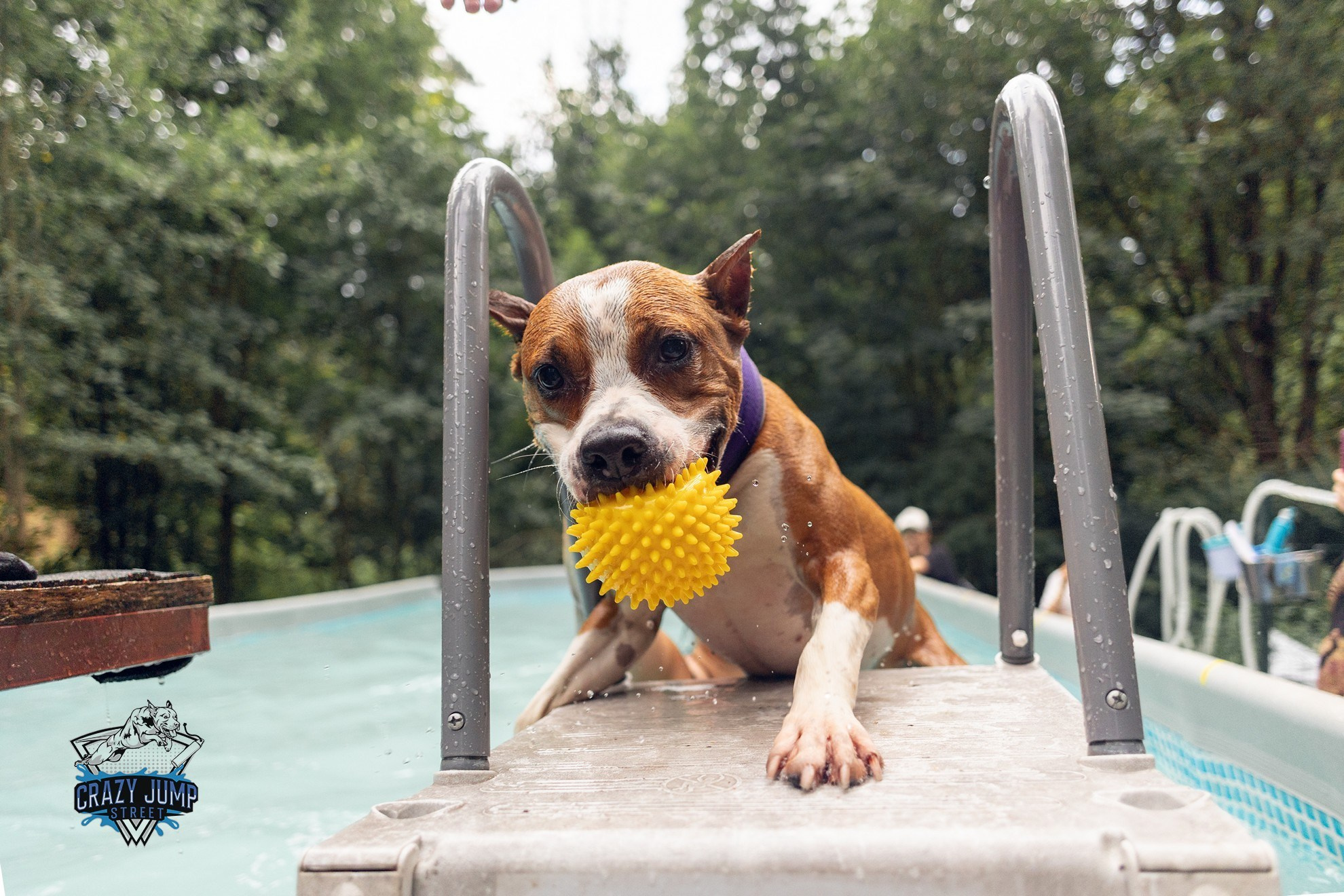 Собаки, спорт, Док дайвинг. Свадебный и репортажный фотограф в Москве и Московской области