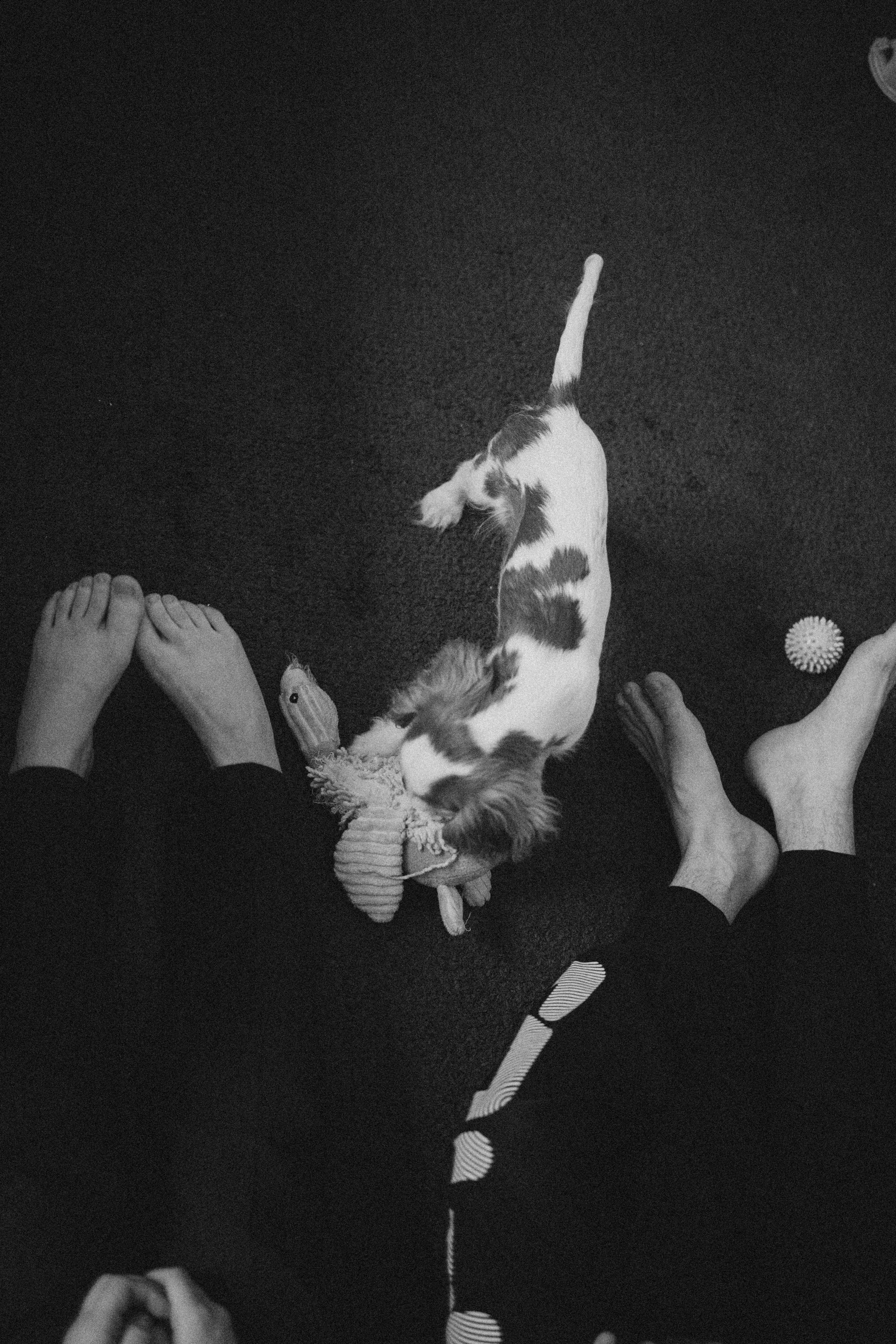 Юля и Кипр. Фотограф-анималист в Москве Лера Черноног