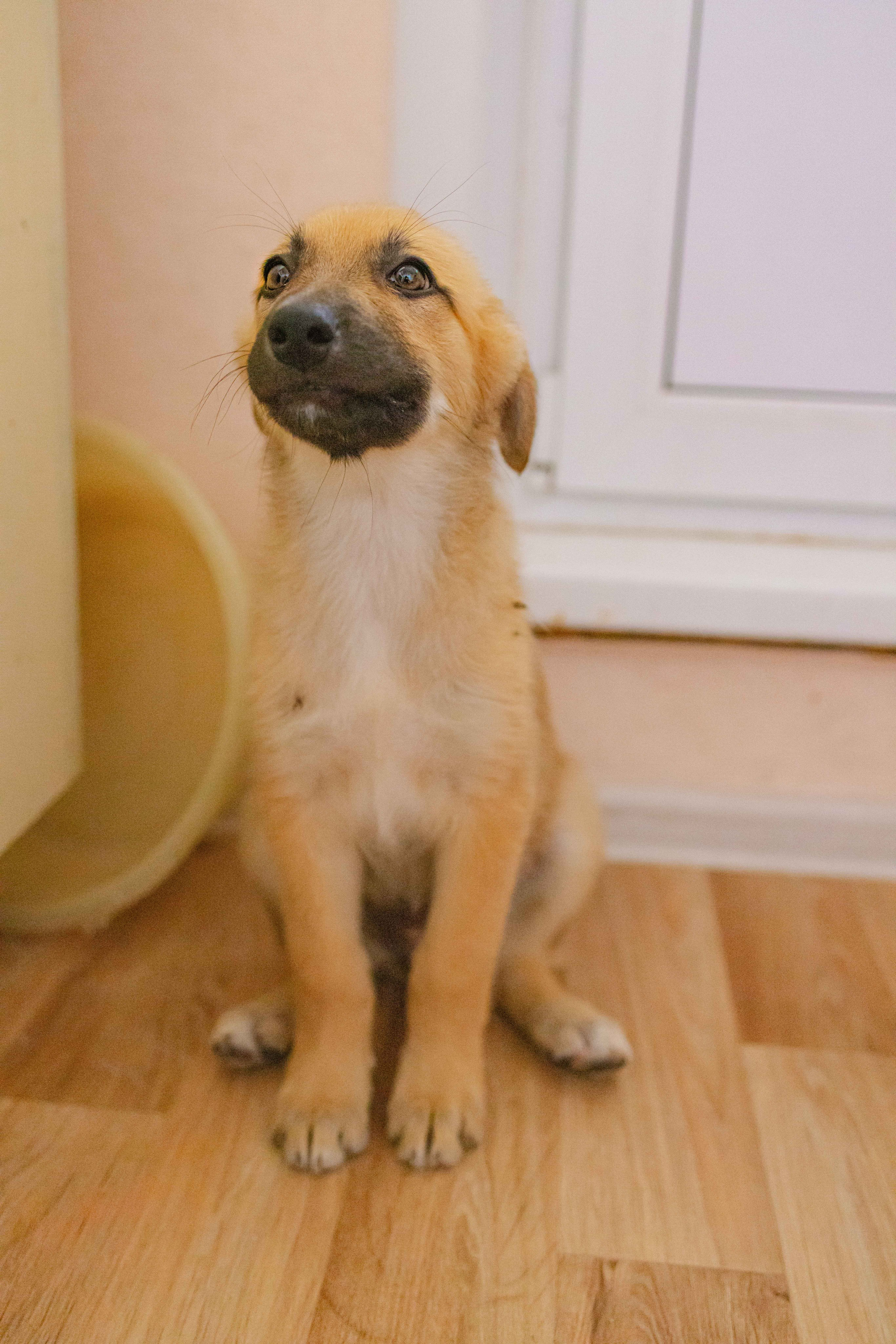 Щеночки на кухне. Фотограф-анималист в Москве Лера Черноног