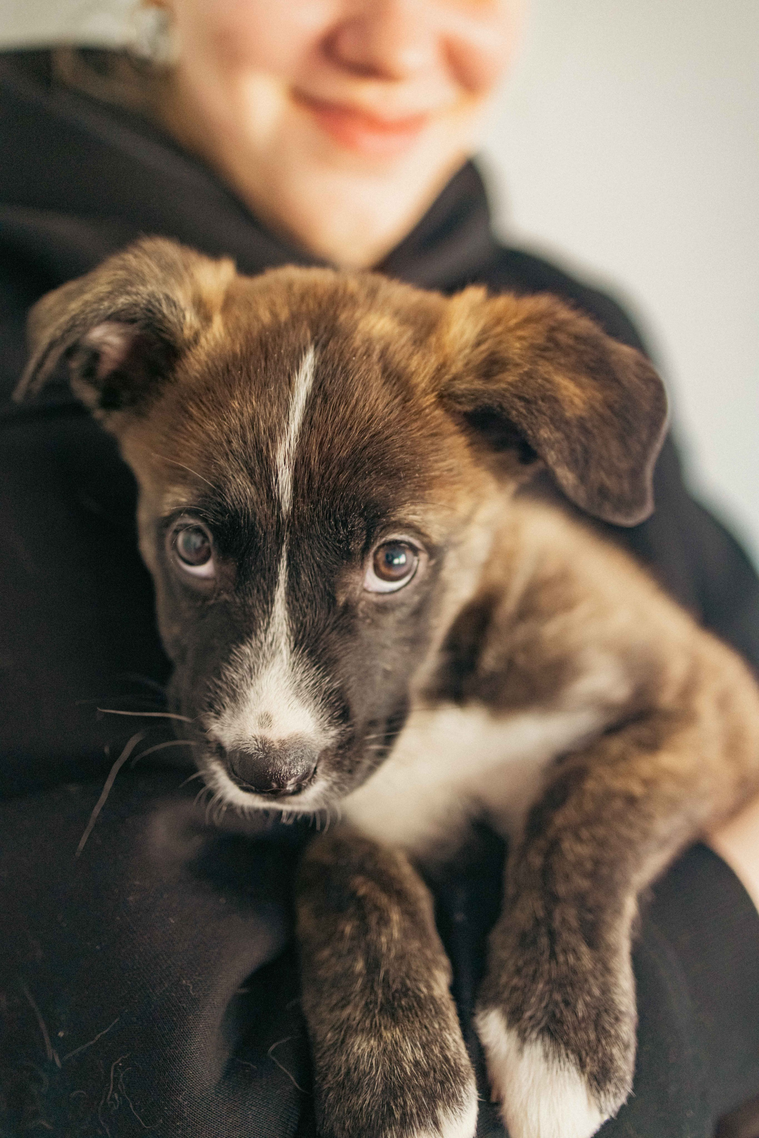 Гайка. Фотограф-анималист в Москве Лера Черноног