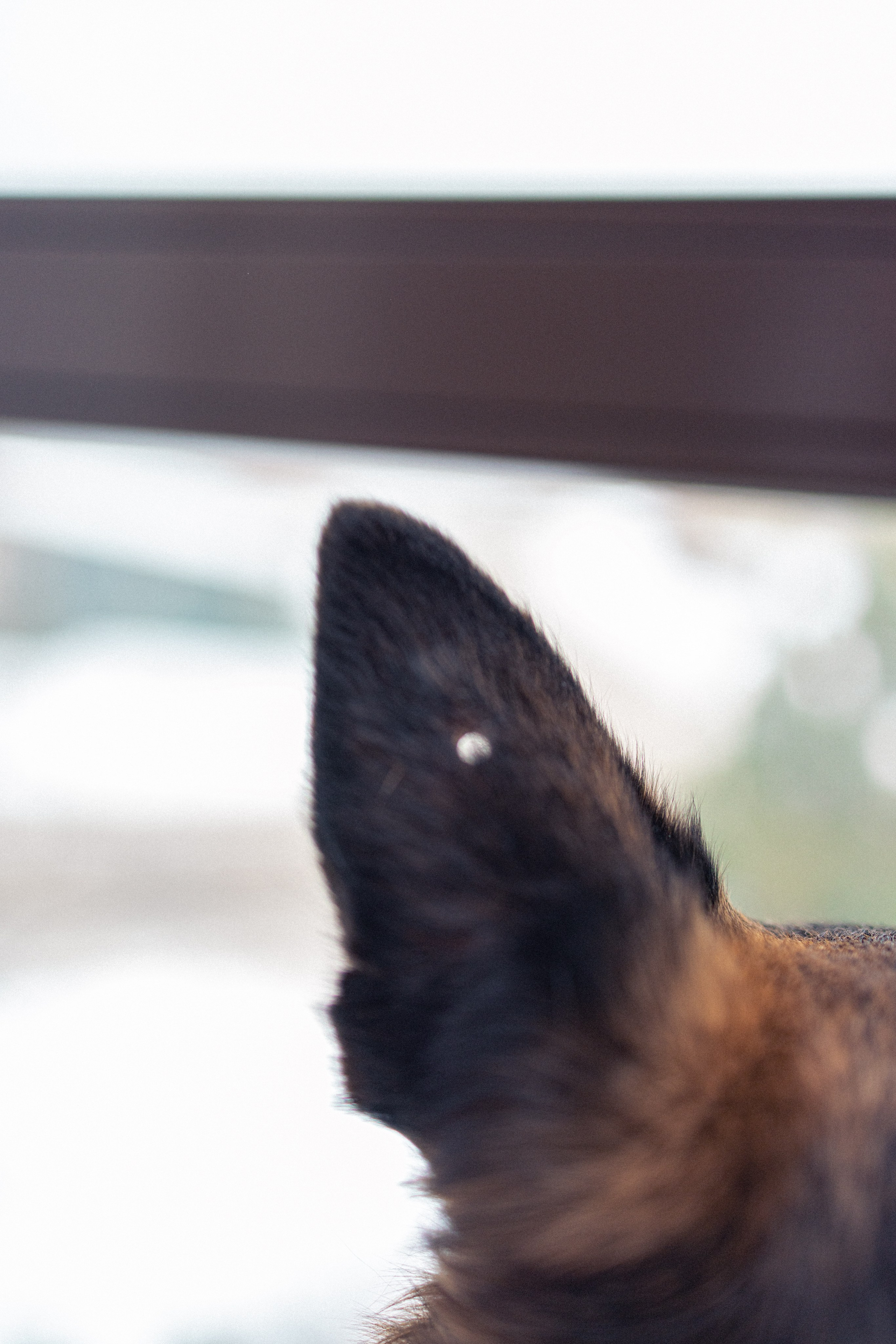 Ника, Матиша и Герда. Фотограф-анималист в Москве Лера Черноног