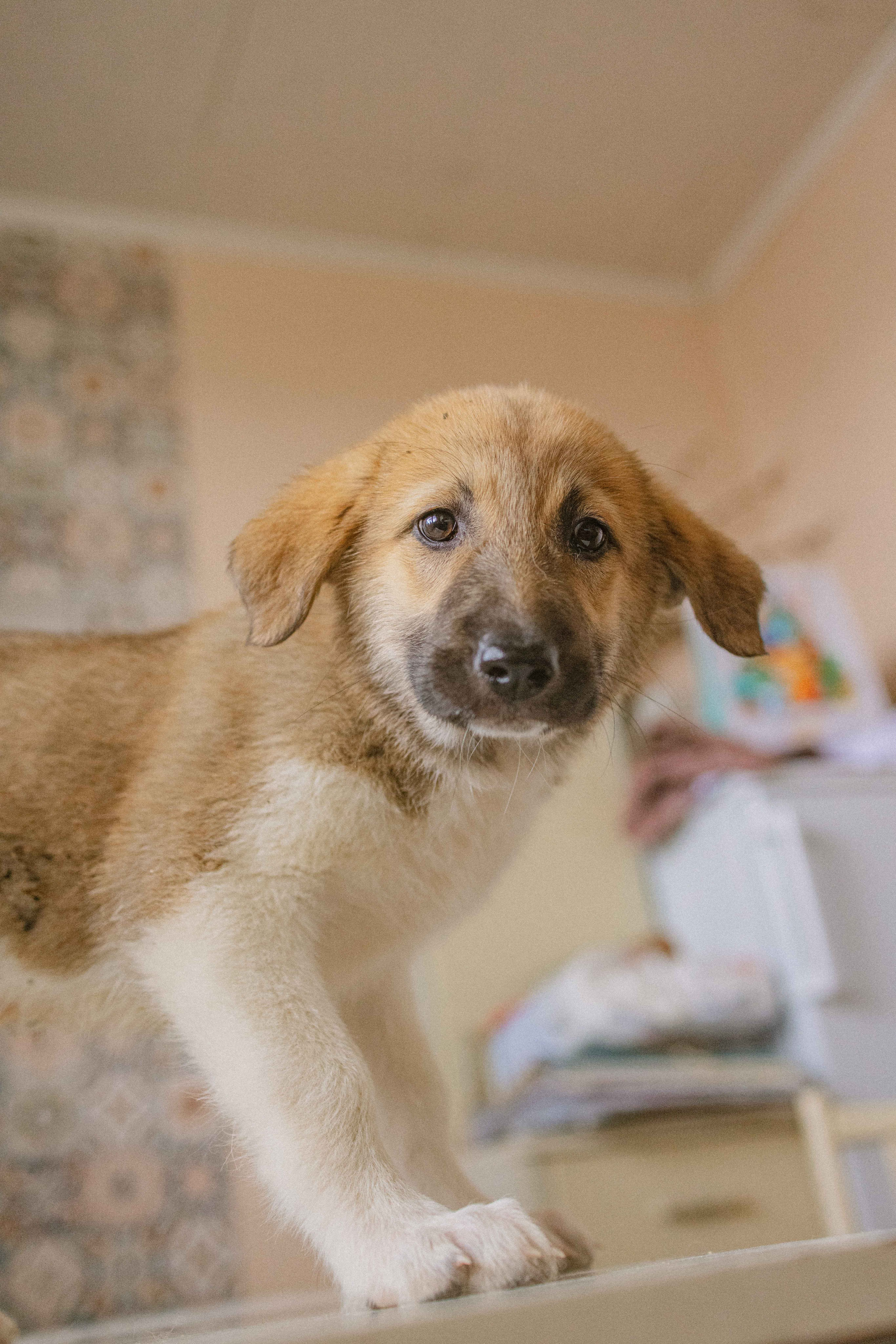 Щеночки на кухне. Фотограф-анималист в Москве Лера Черноног