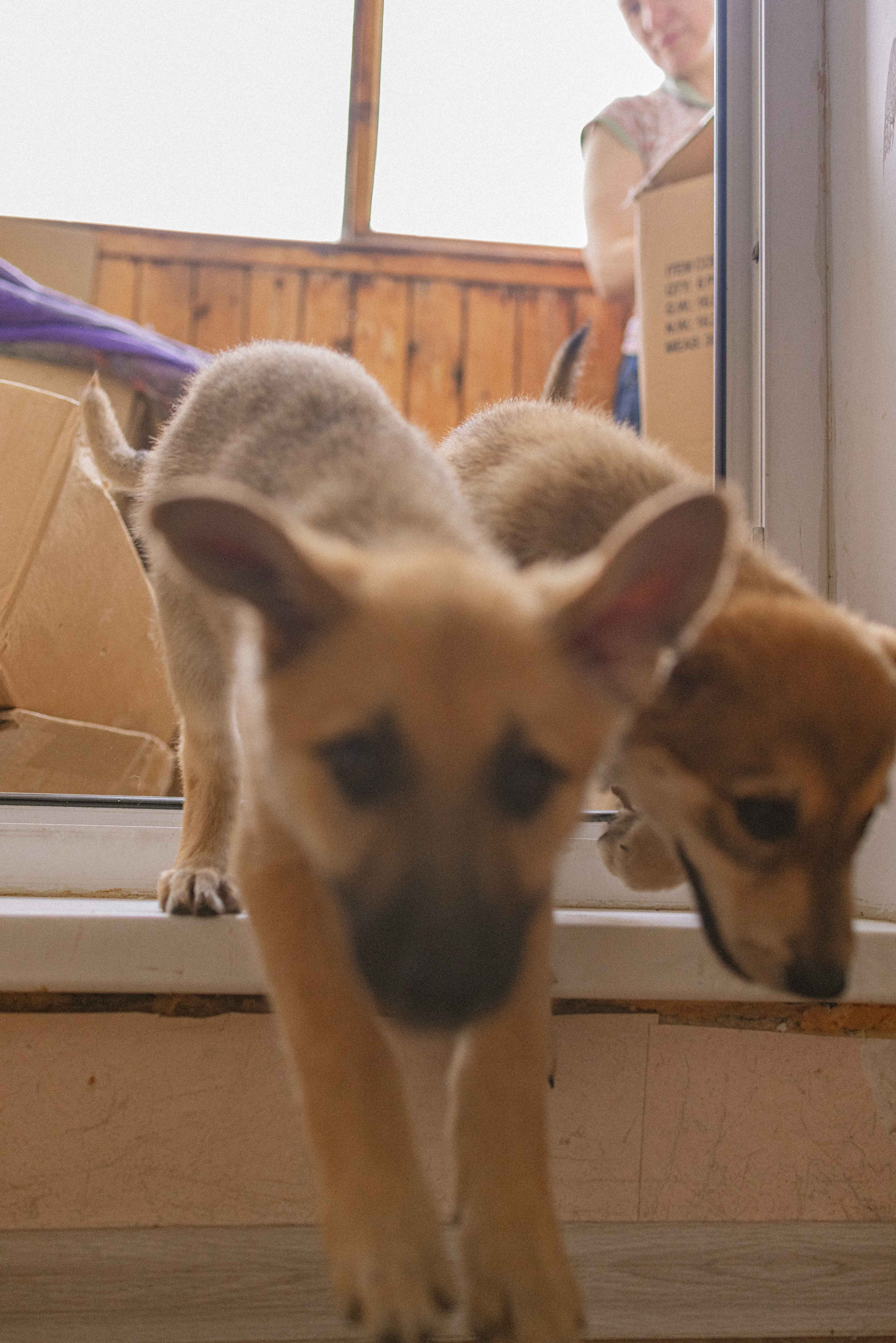 Щеночки на кухне. Фотограф-анималист в Москве Лера Черноног