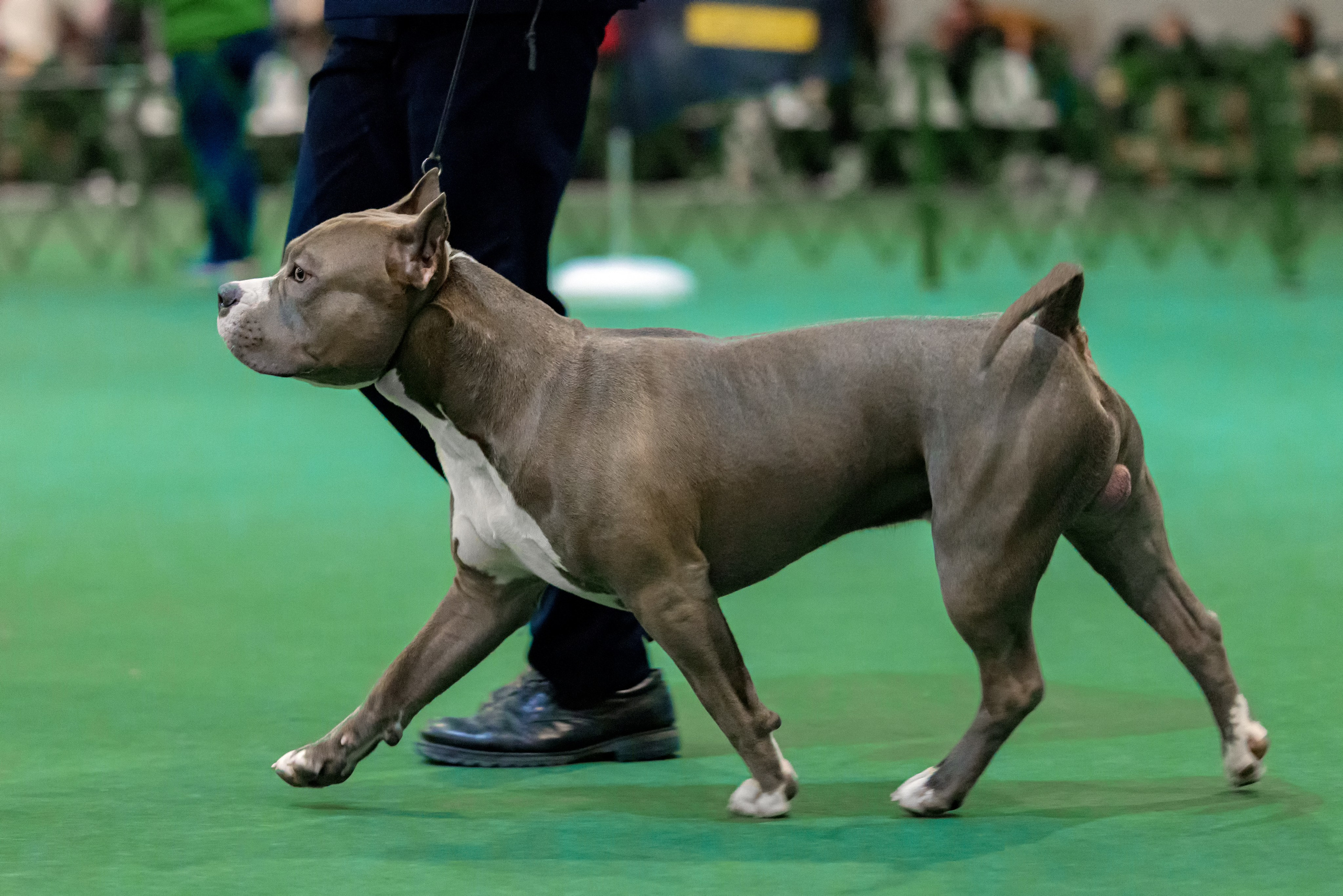 Крокус 3,9 и 10.12.2023. Фотограф-анималист Юлия Германика