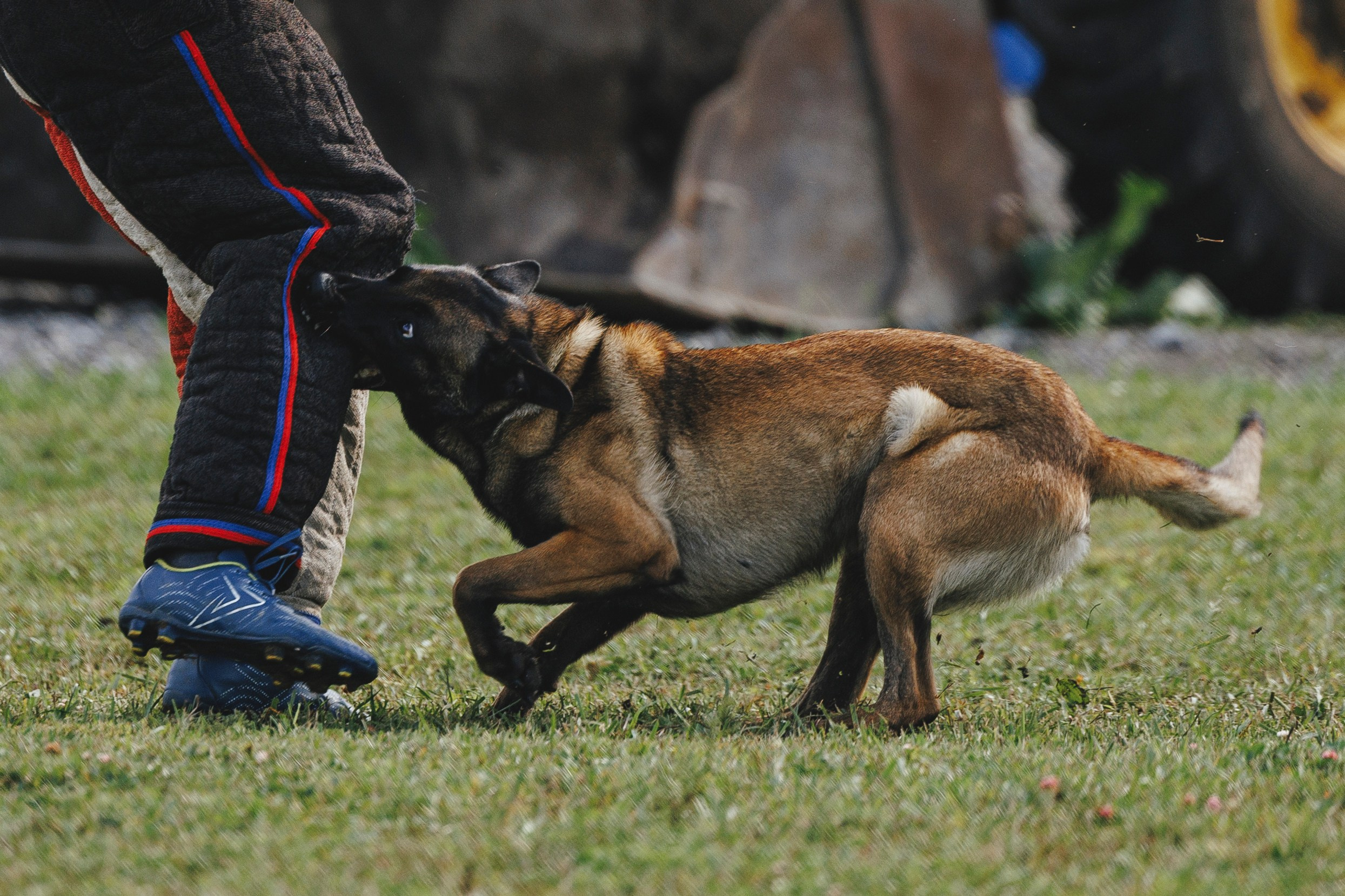08.08.25-10.08.25 ЧР по мондьорингу г. Вологда. Фотограф-анималист Анна Маринич