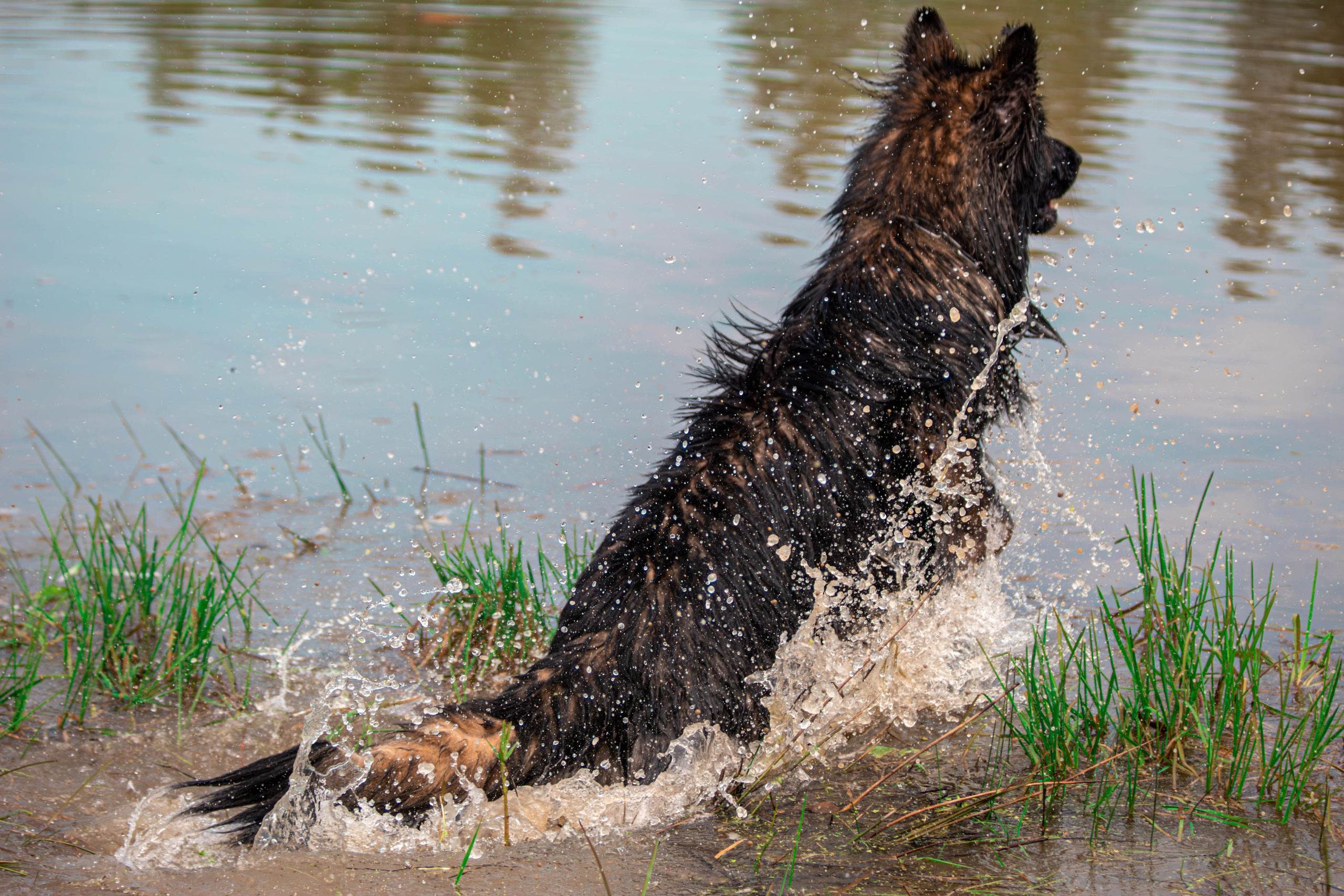 Фотосессии с животными Тула. Фотограф анималист — Тула, Москва
