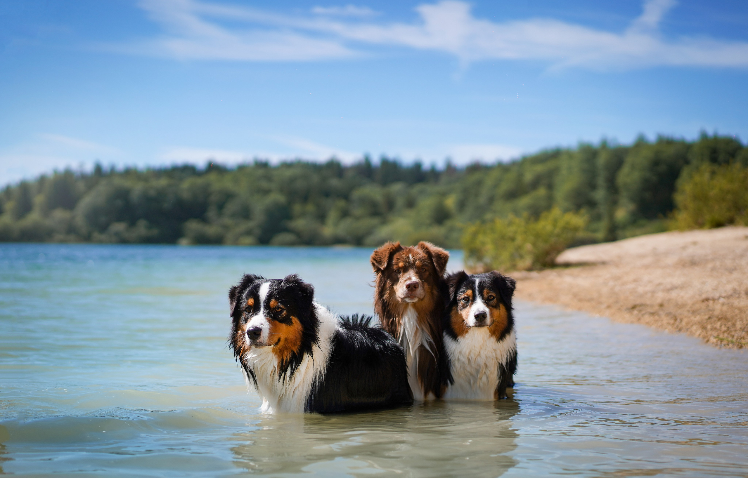 Аусси на карьерах. Фотограф-анималист в Санкт-Петербурге Яна Мартынова