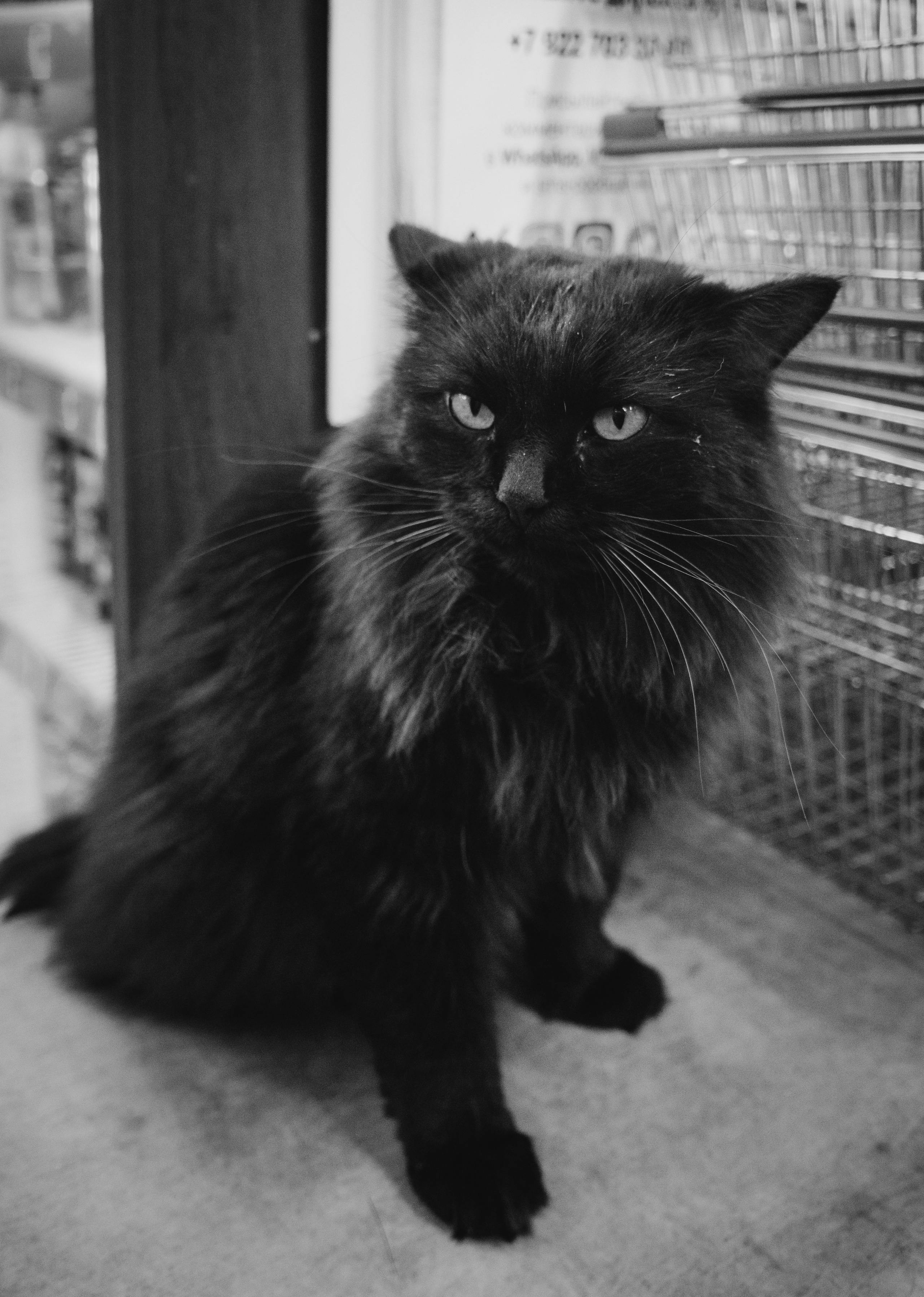 Кошки. Фотограф Александр Тихонов