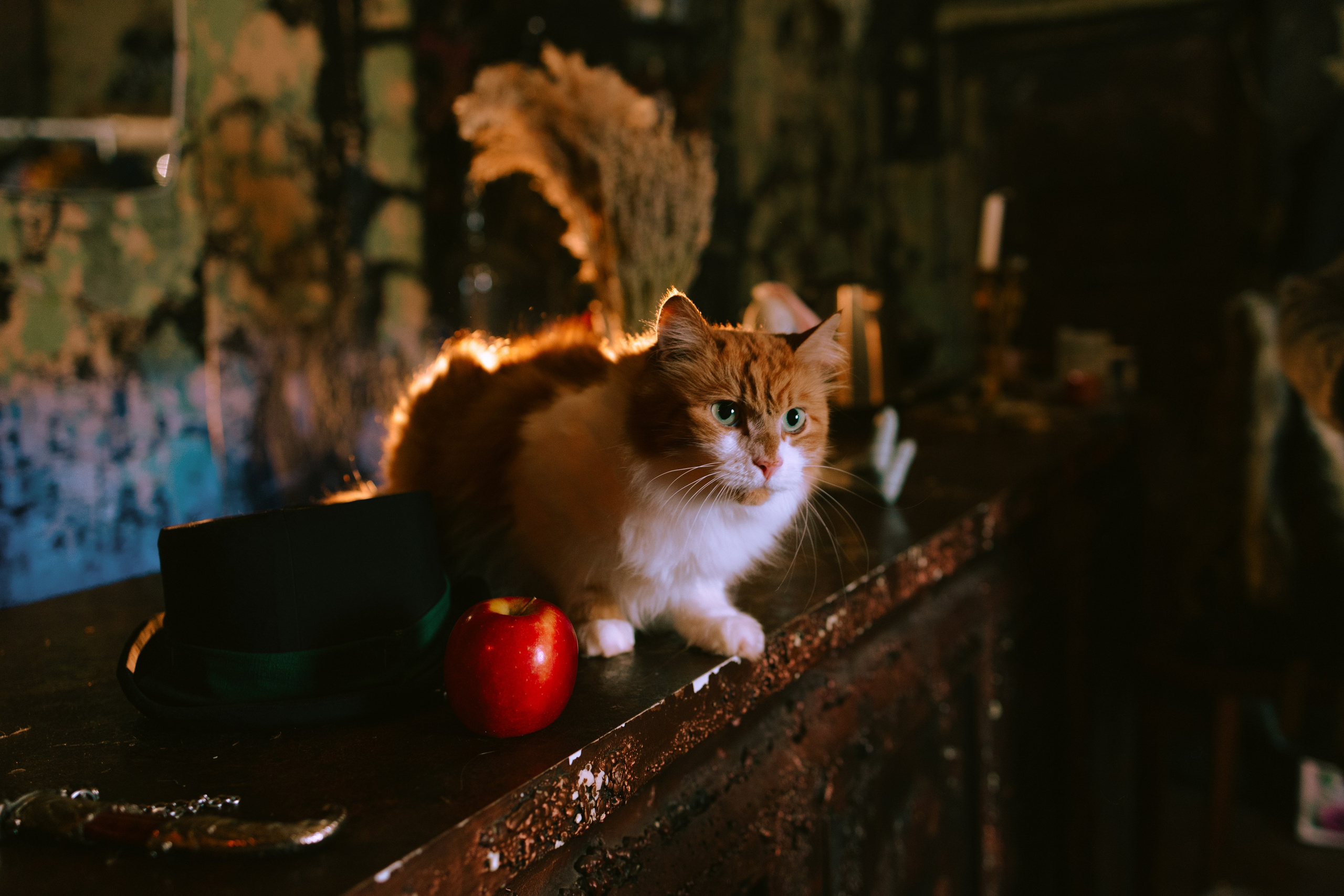 Съёмка домашних животных