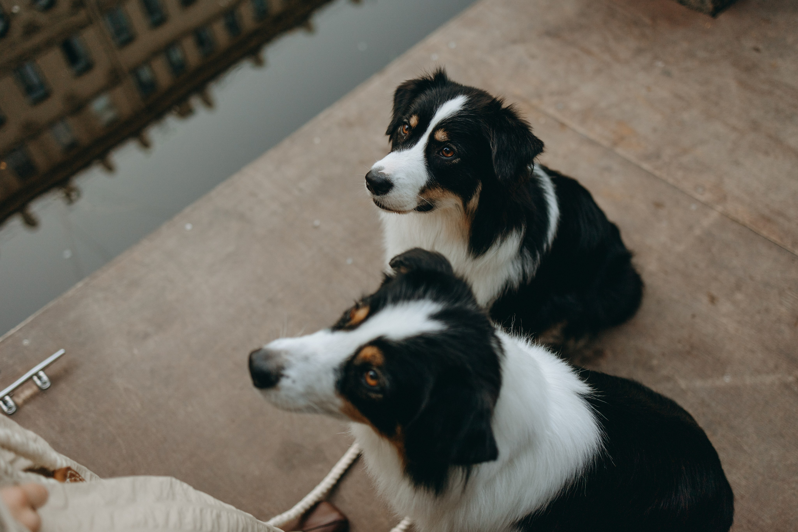 Катя и ее девочки. Фотограф — Анималист | Санкт-Петербург
