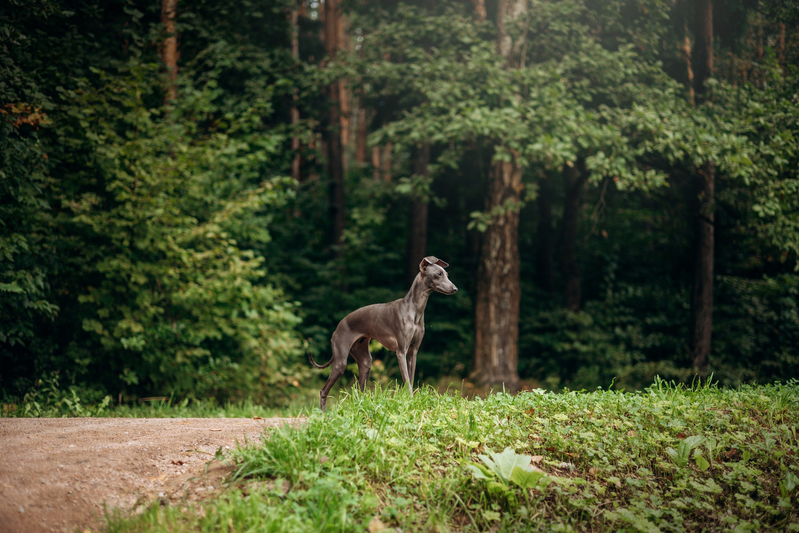 Лучик и ее семья. Фотограф — Анималист | Санкт-Петербург