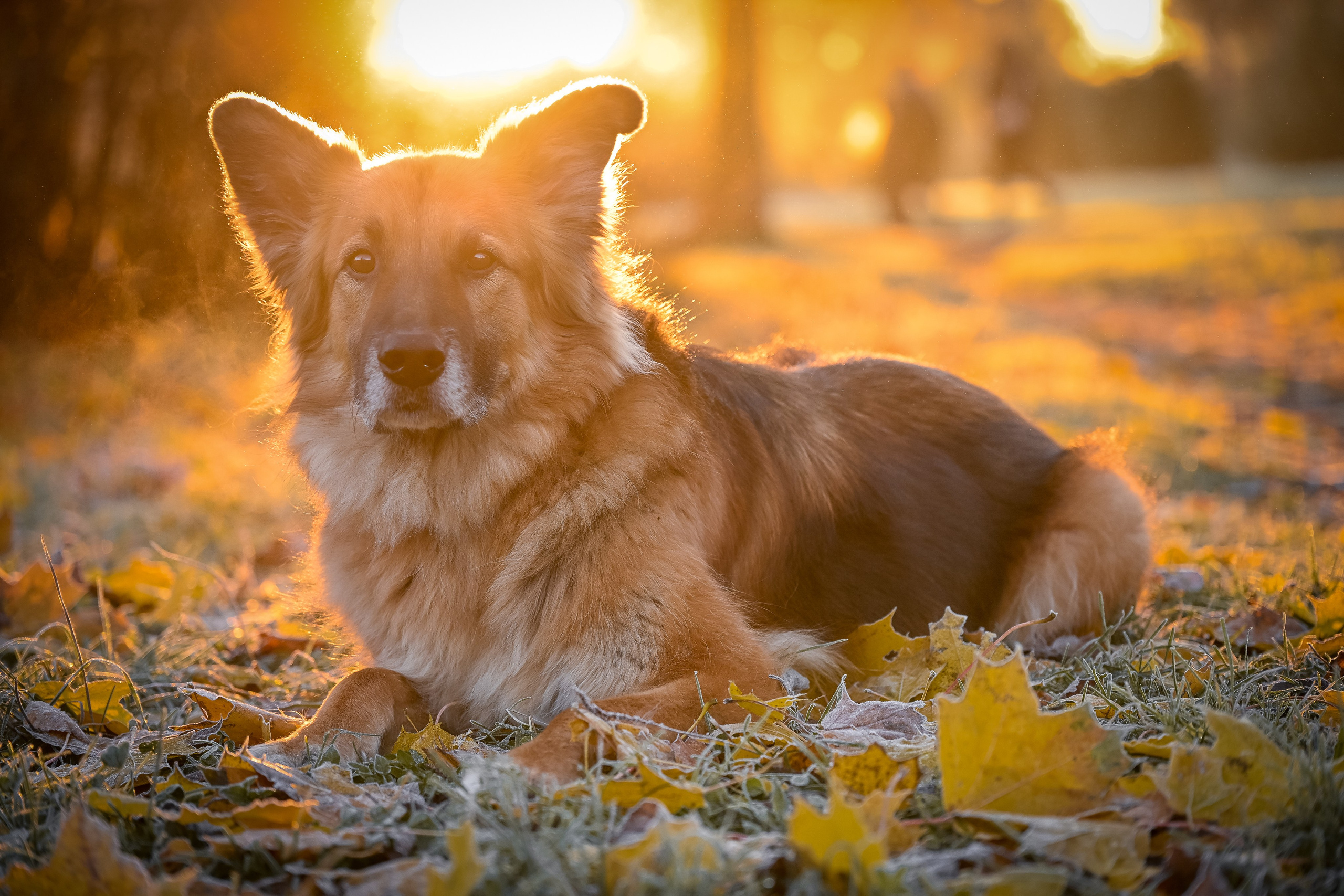 Собаки. Фотограф-анималист в Санкт-Петербурге Анастасия Иванова
