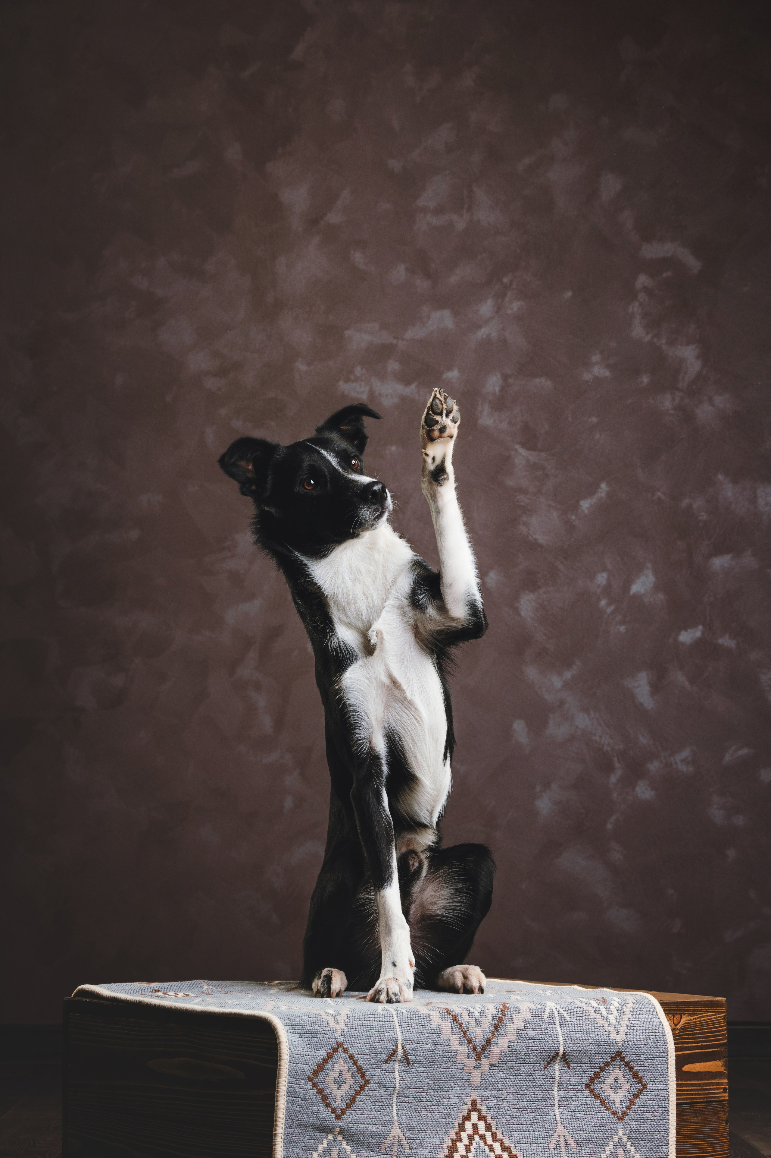 Бордер-колли. Фотограф анималист Осипчикова Мария