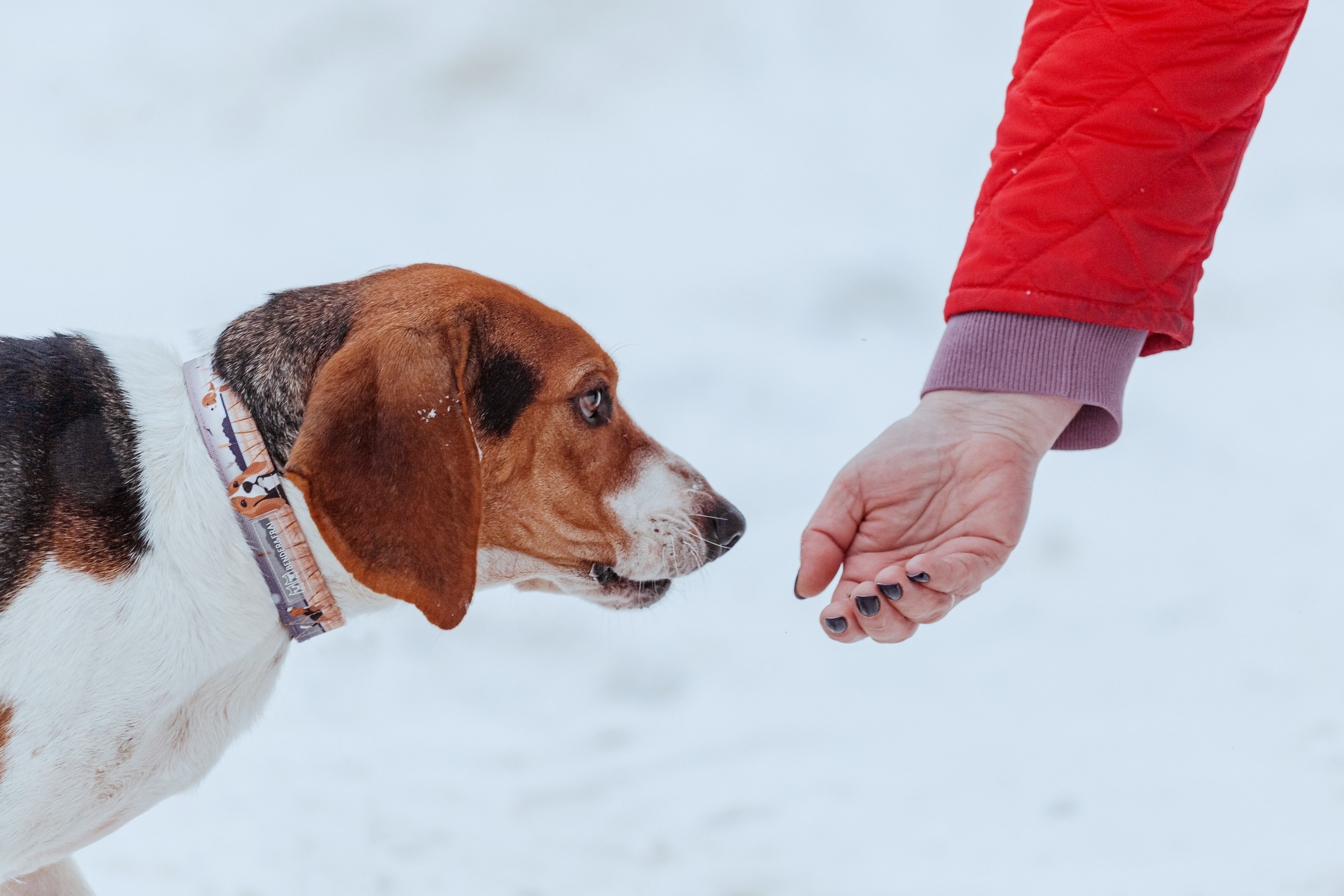 Дом для Биглей 2023. Фотограф-анималист Татьяна Степанова
