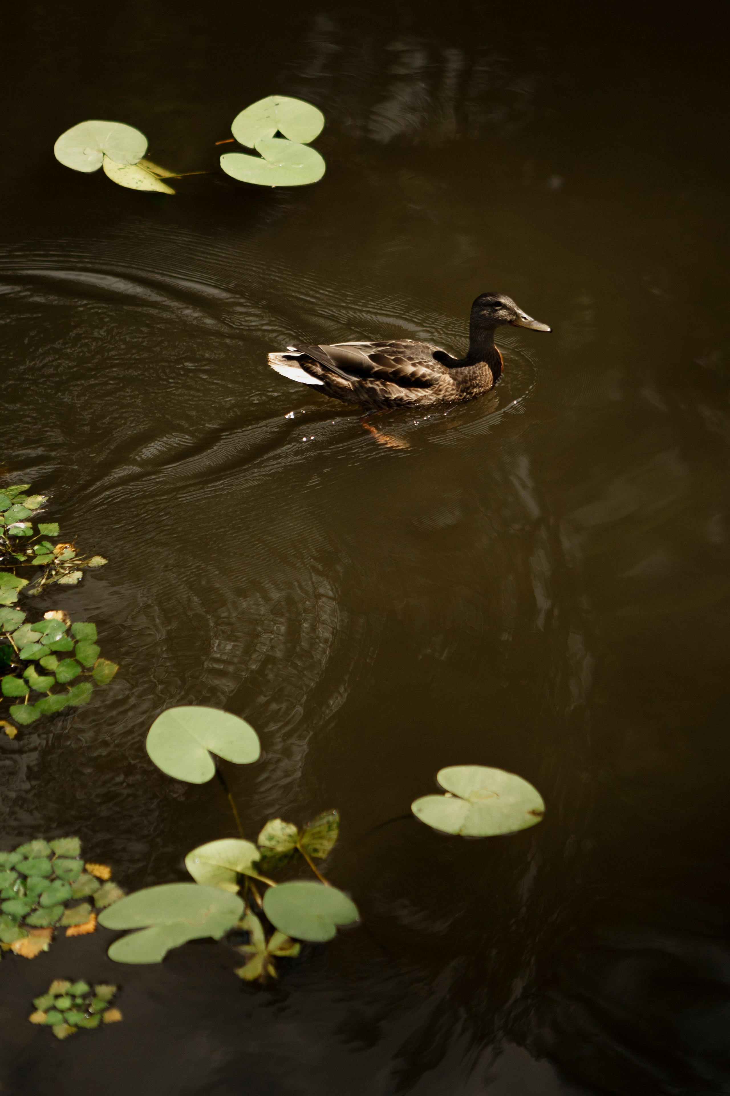 Свадьба Алексея и Кристины. Фотограф Кольчугино/Владимир/Москва Елизавета Иода