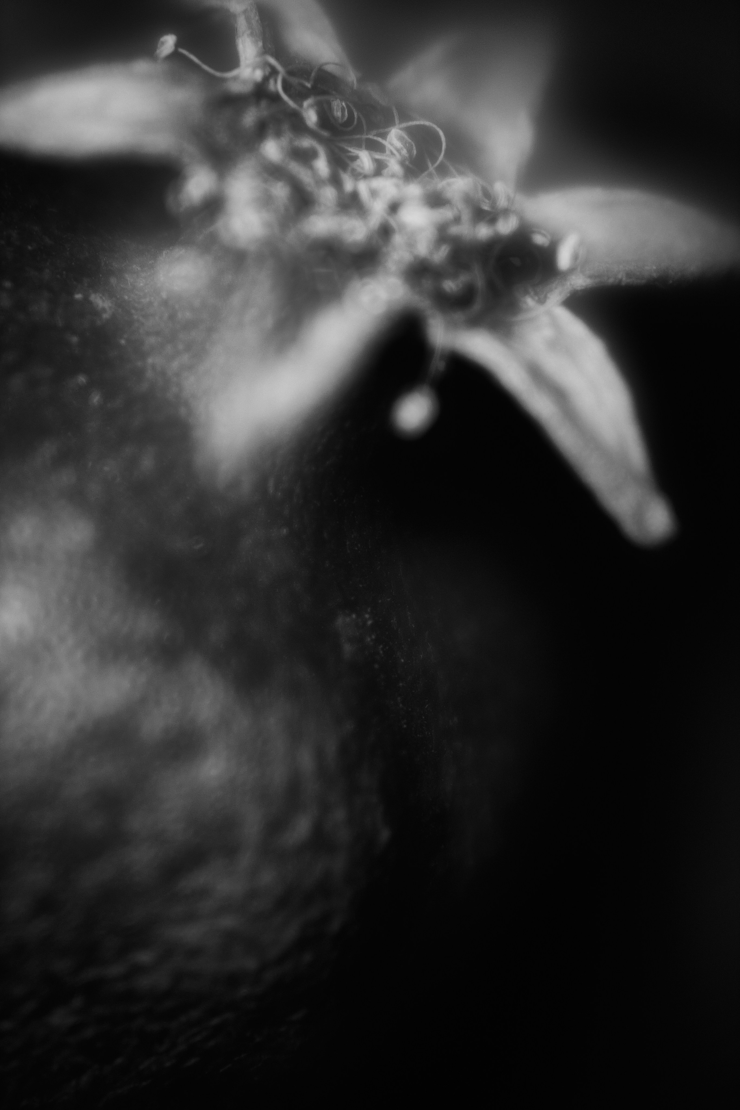 Макро-абстракция «Эфемерность» | Лимитированная серия. Sandra Marselly | Абстрактная Макро-Фотография