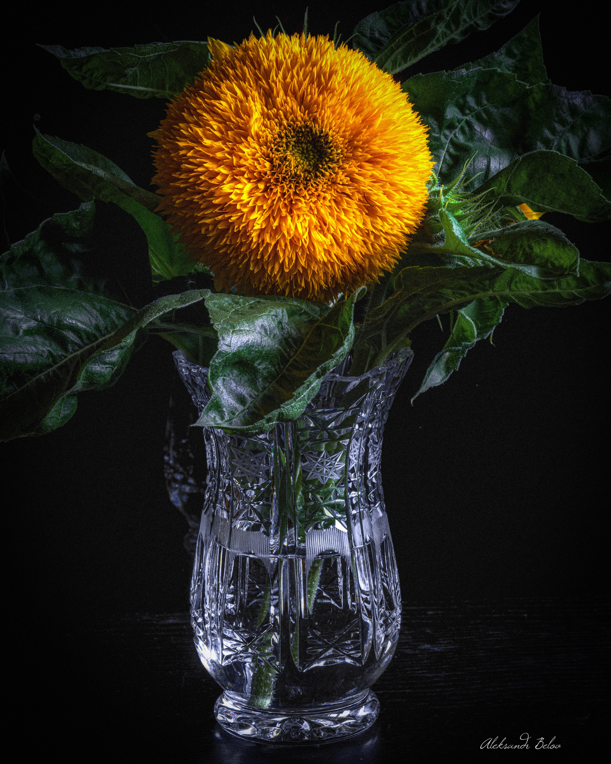 Цветы. Пейзажный и семейный фотограф в Санкт-Петербурге Александр Белов