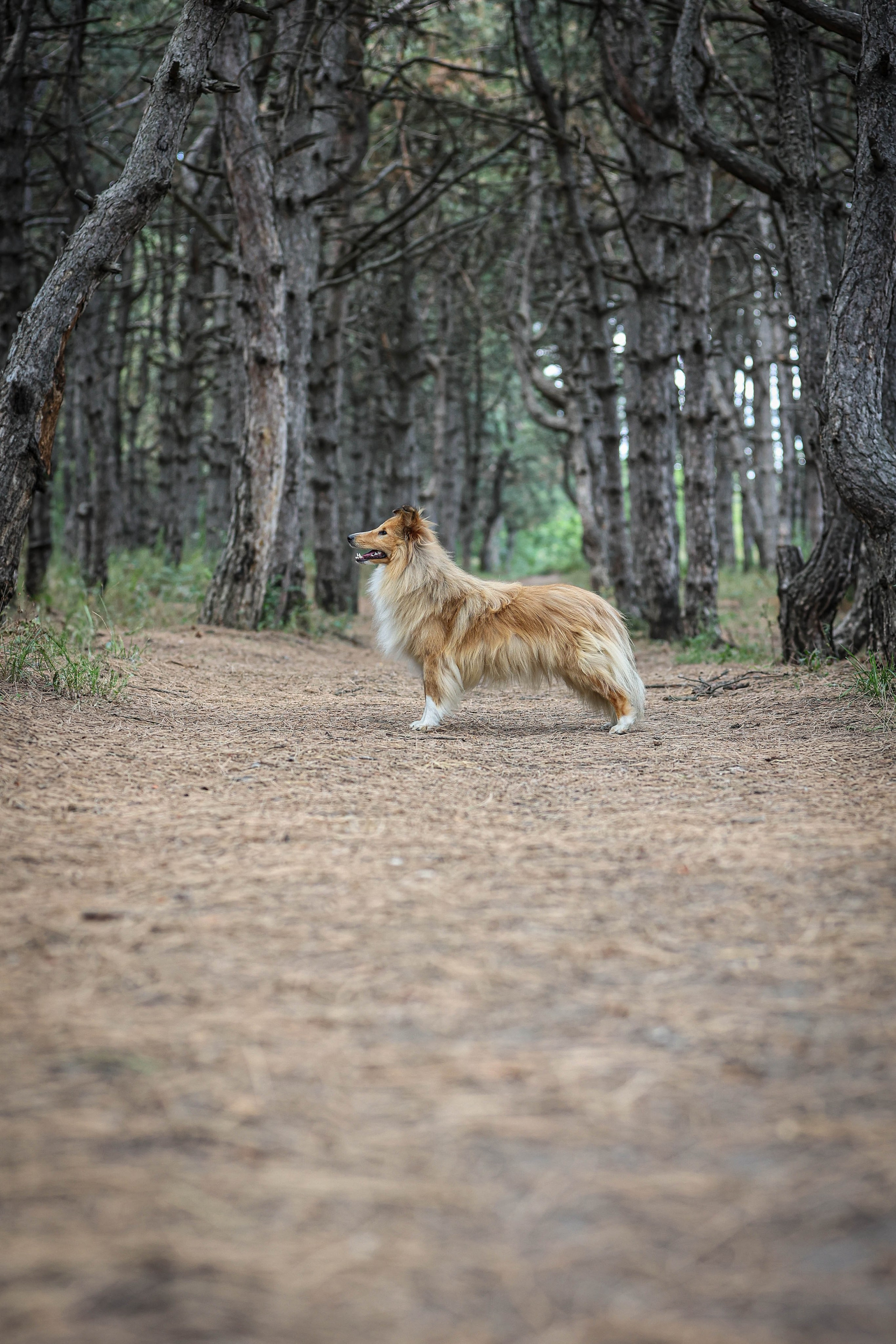 САРОЧКА В ЛЕСУ. Фотограф-АниМалист Анна Абрамова