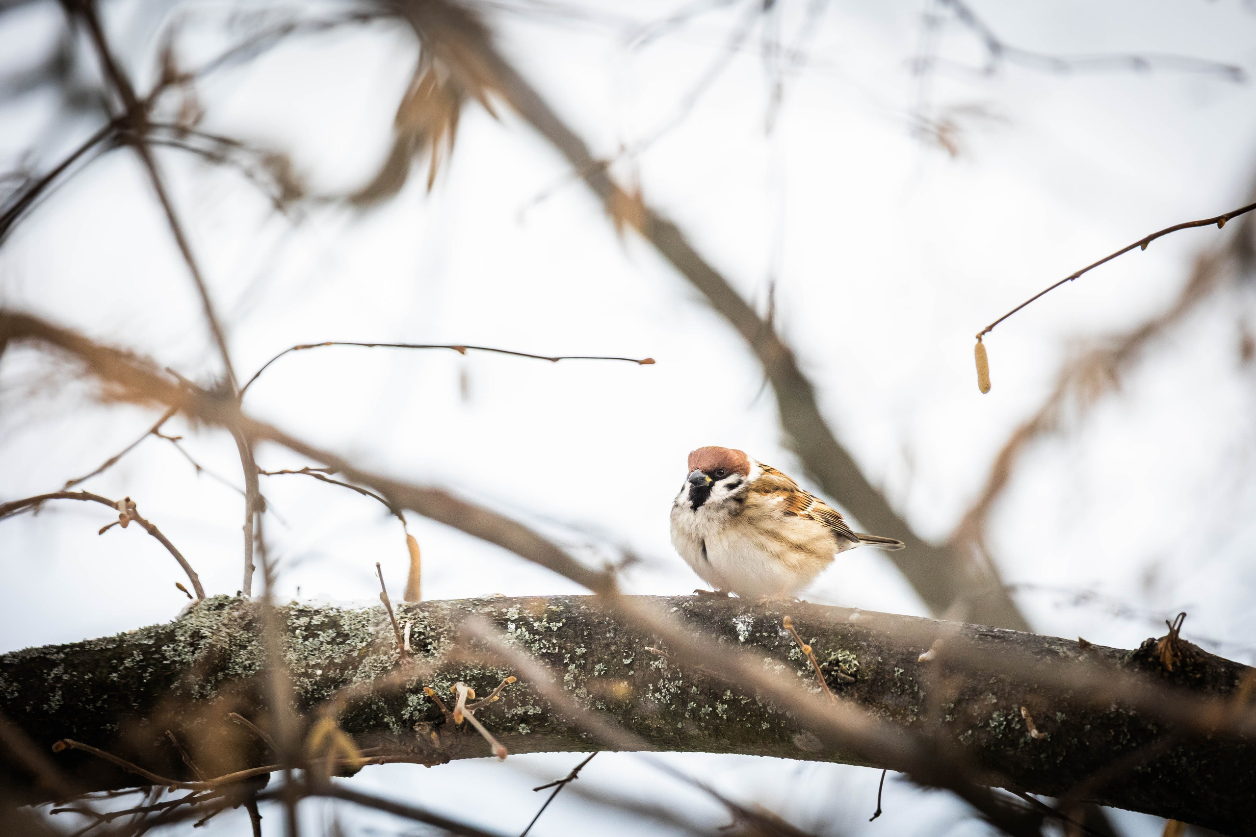 Дикий животный мир. Фотограф-АниМалист Анна Абрамова
