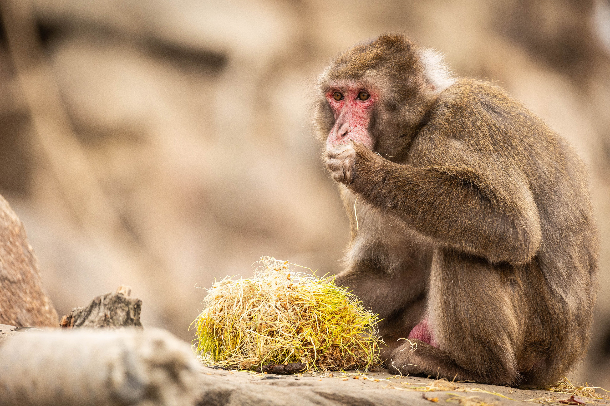 Парк Малинки 2026. Фотограф-АниМалист Анна Абрамова