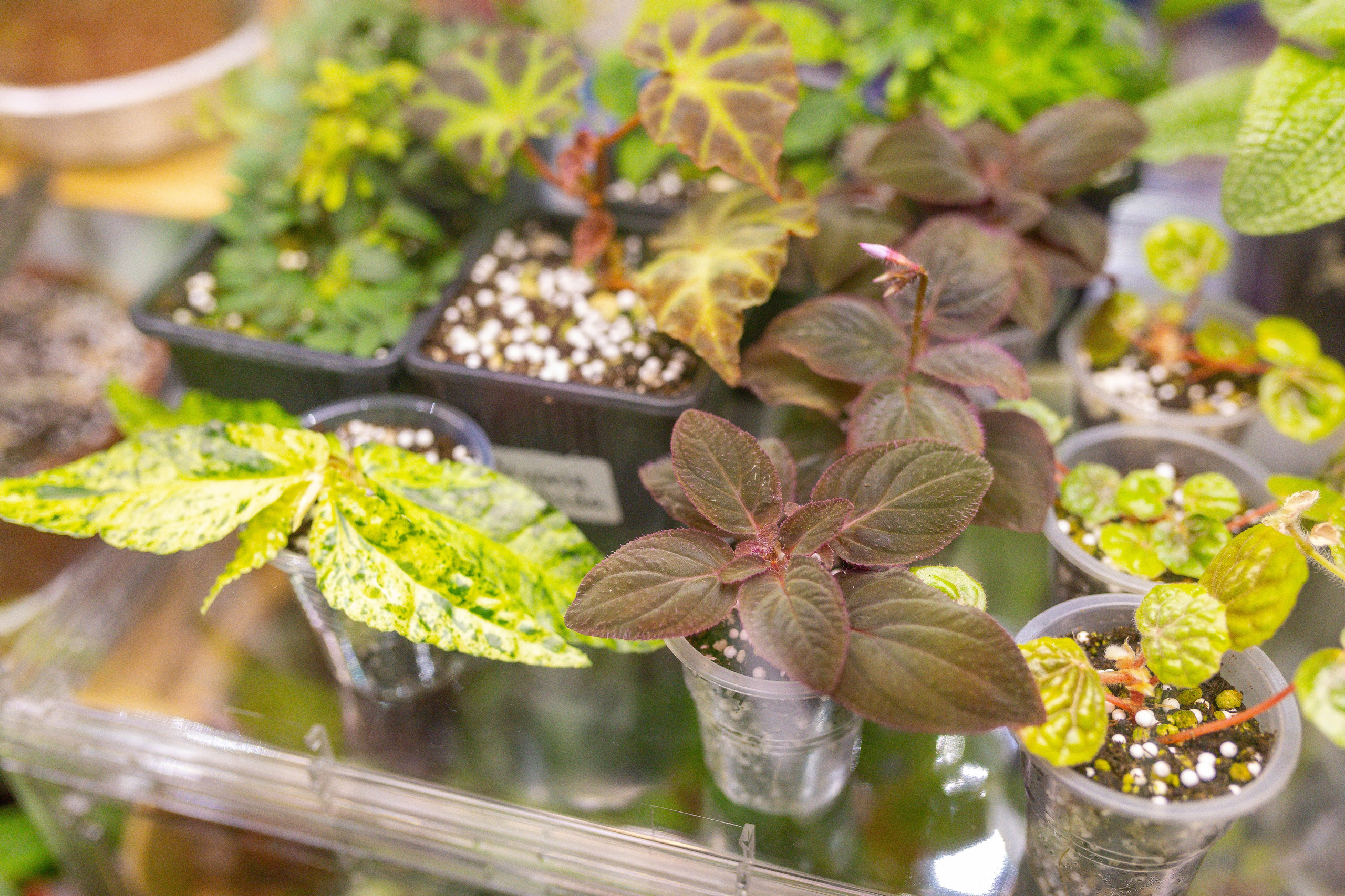 Монстериум 11–12 октября. Александра Куликова фотограф, Москва