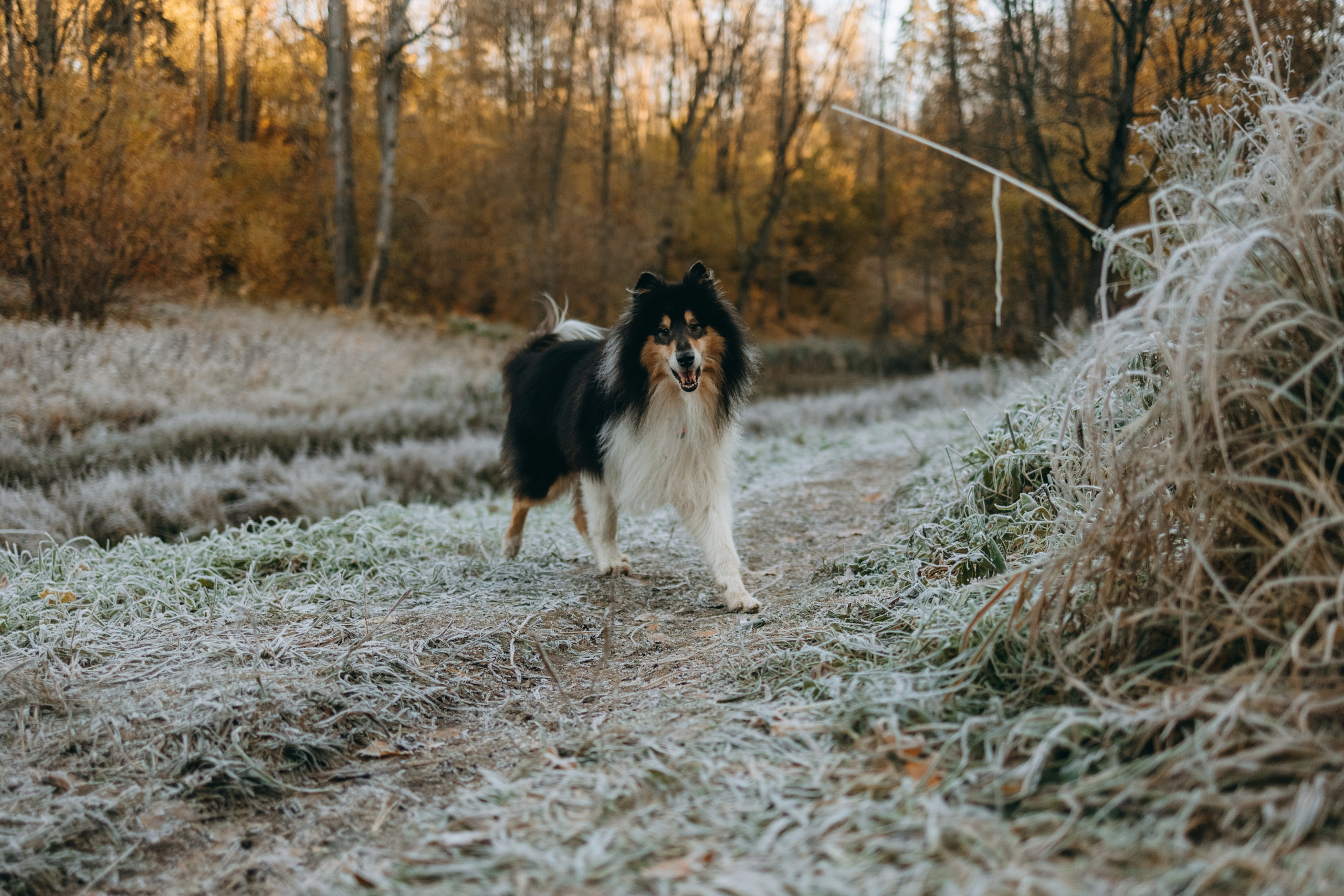 Ия и Барт. Фотограф — Анималист | Санкт-Петербург