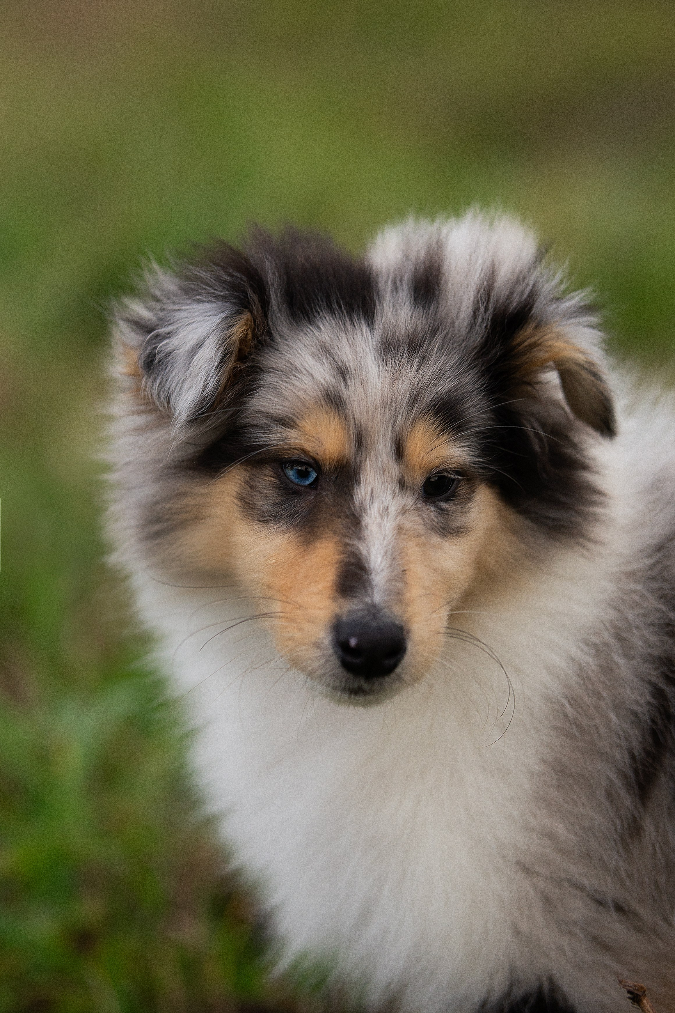 Собаки питомника Версаль. Творческий фотограф Вологда