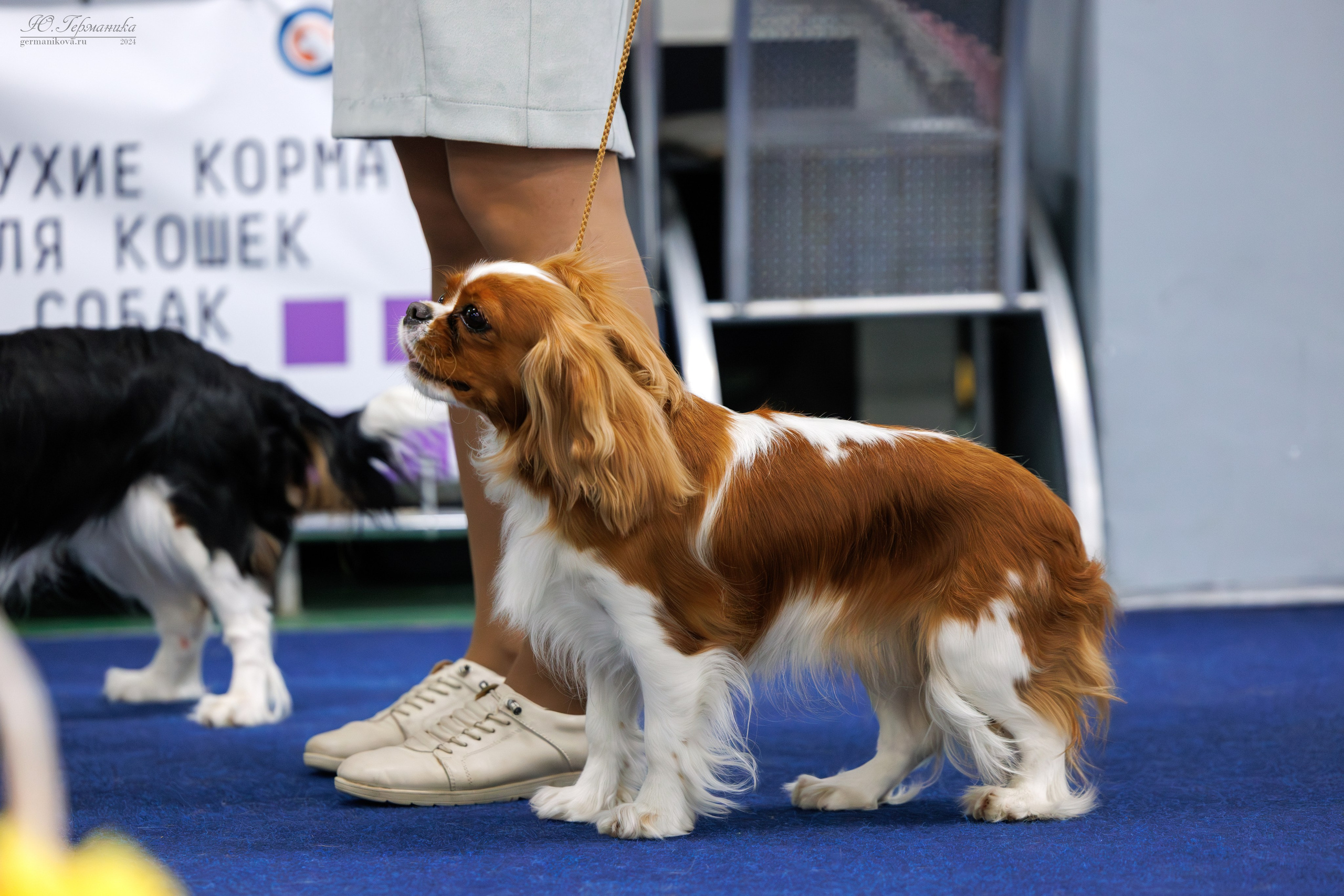 Сфера 06.04.2025. Фотограф-анималист Юлия Германика
