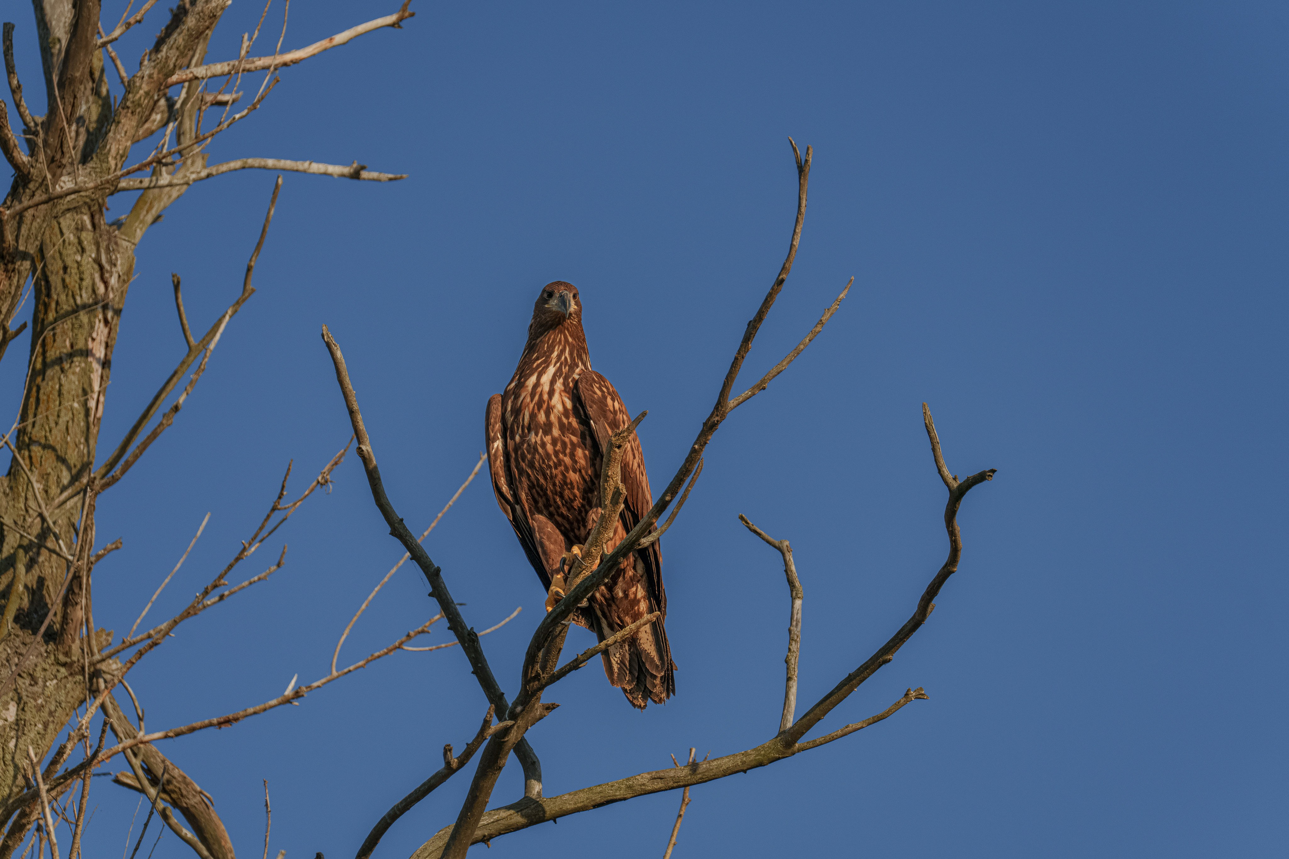 Золотые лотосы. Июль