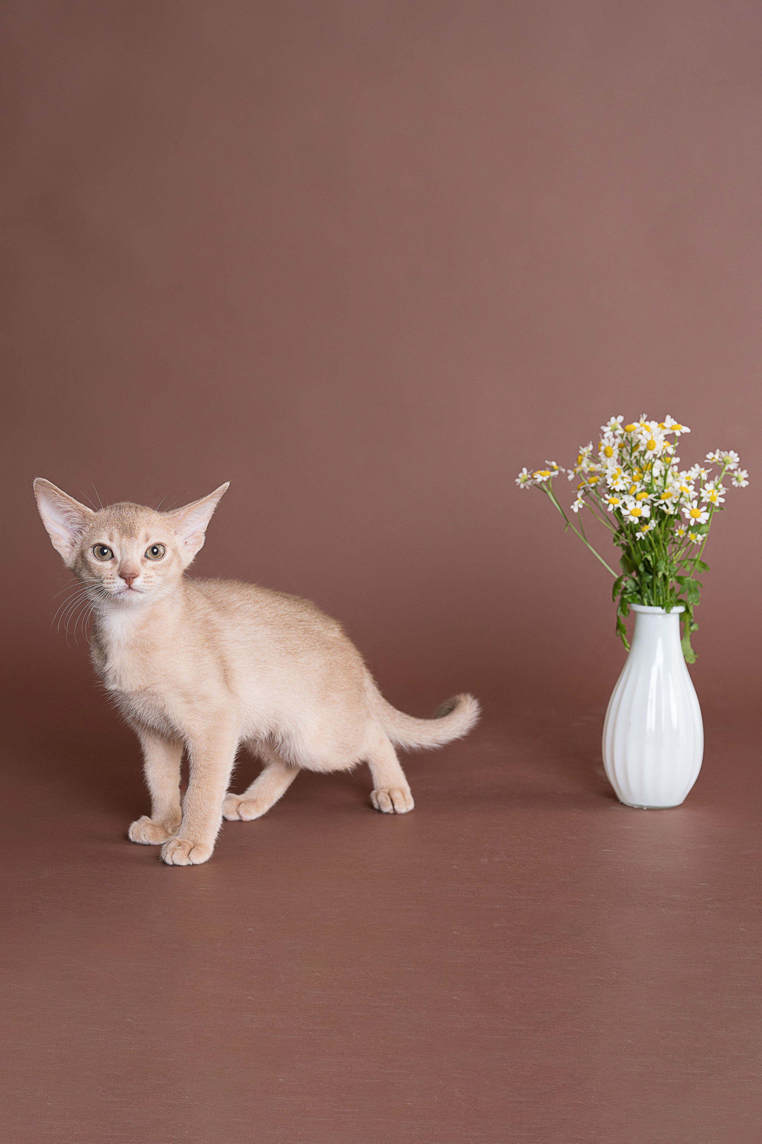 Съемка животных, фотосъемка животных для продажи, фотосъемка животных для объявлений, съемка животных для авито, съемка животных для выставки, съемка животных для каталога. Съемка собак, съемка кошек, съемка домашних животных, съемка домашних питомцев, фотосъемка щенков, фотосъемка котят