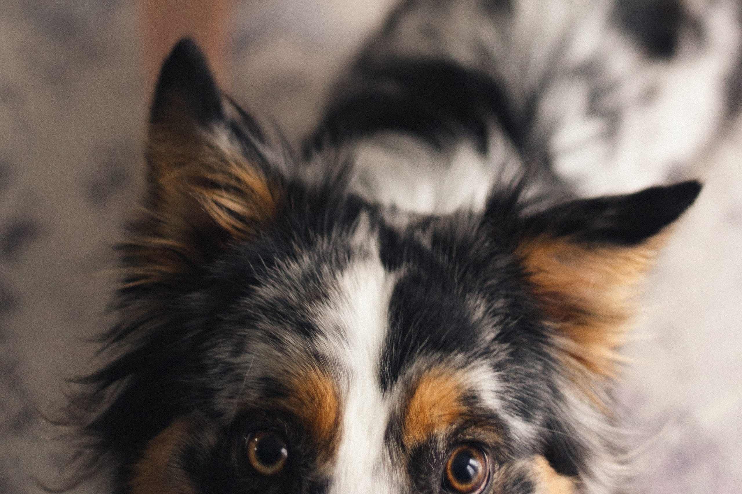 Появление брата. Фотограф из Петербурга