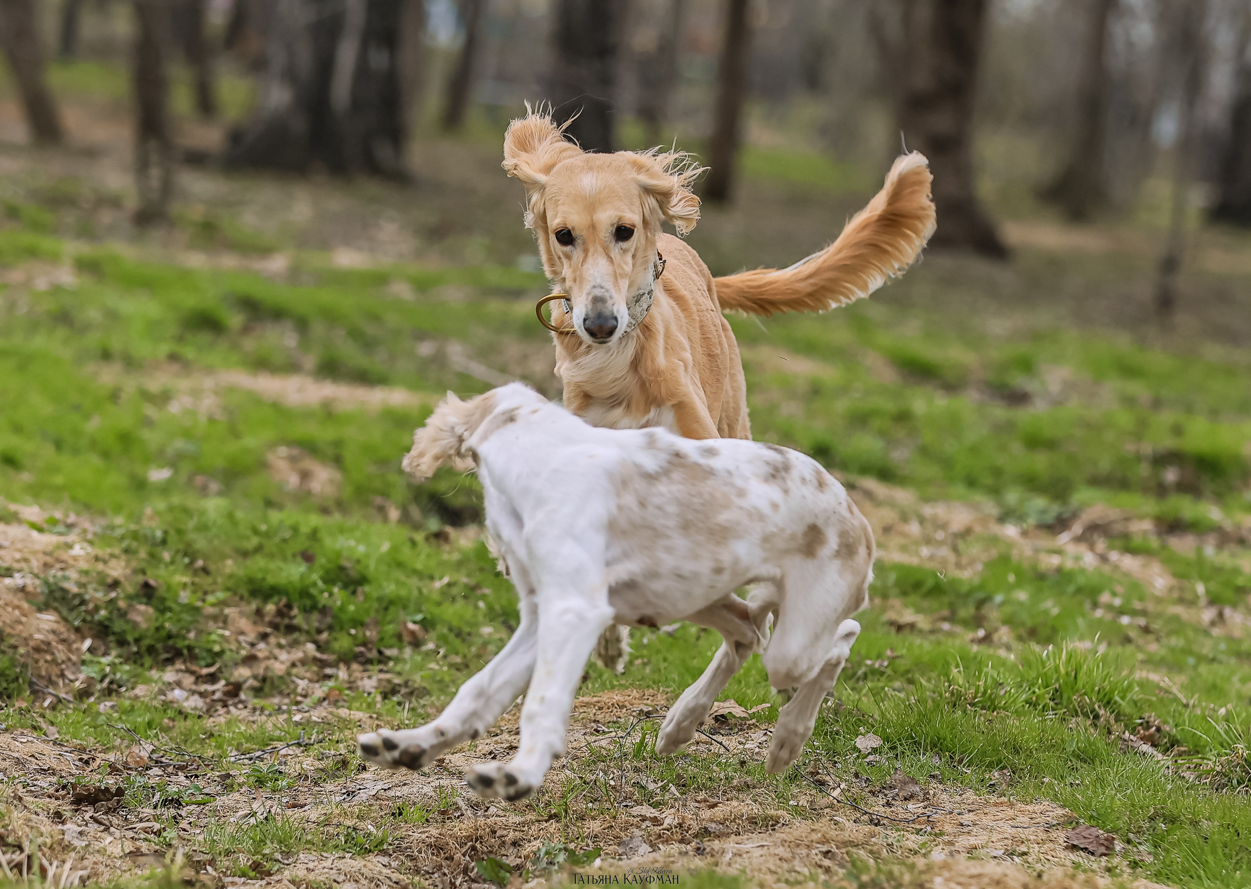 Салюки, фотография салюки, красивая собака, фотограф анималист, фотокурс Анималистика, научиться фотографировать собак, фотограф Новосибирск
