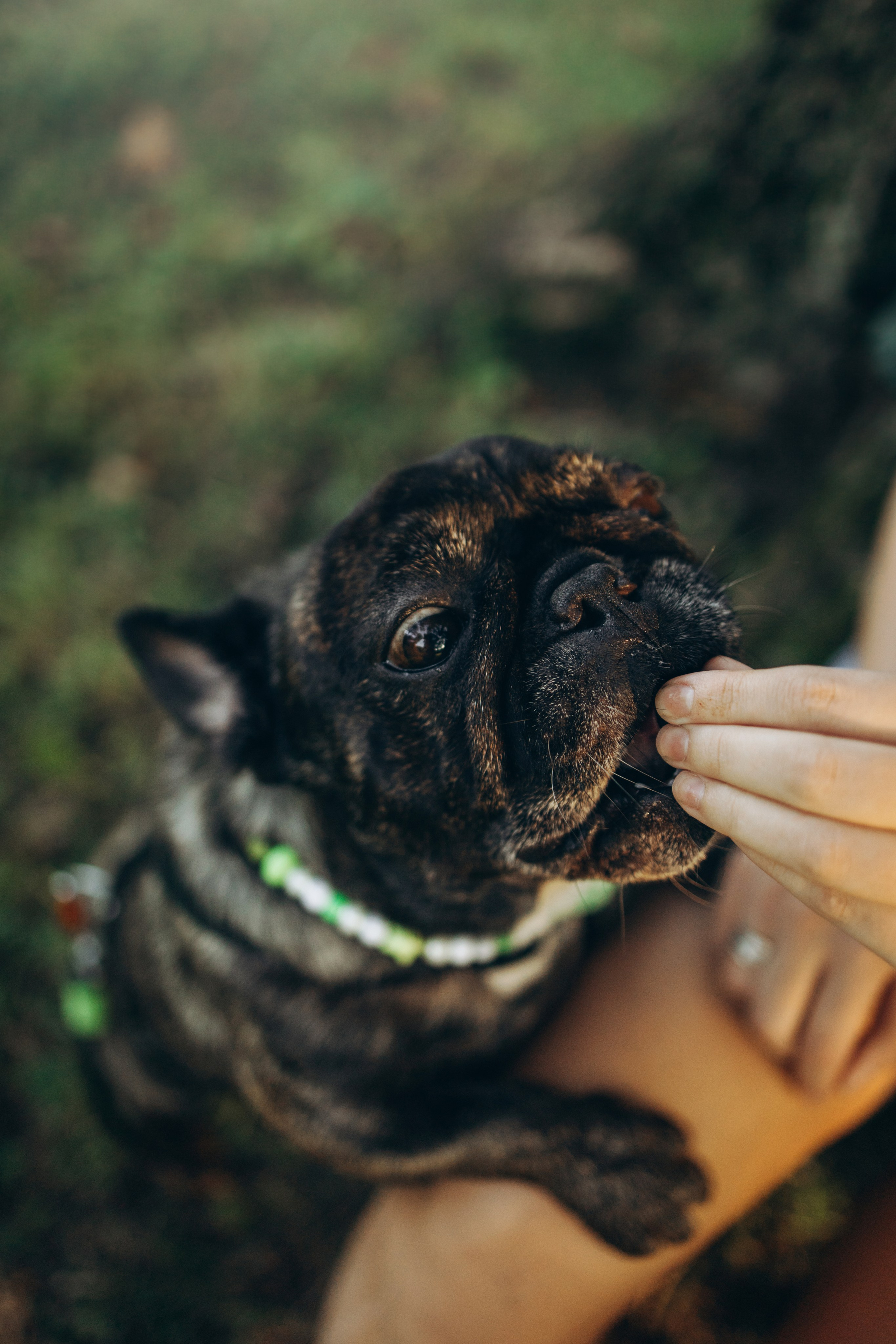 Олеся и Луи. Фотограф — Анималист | Санкт-Петербург